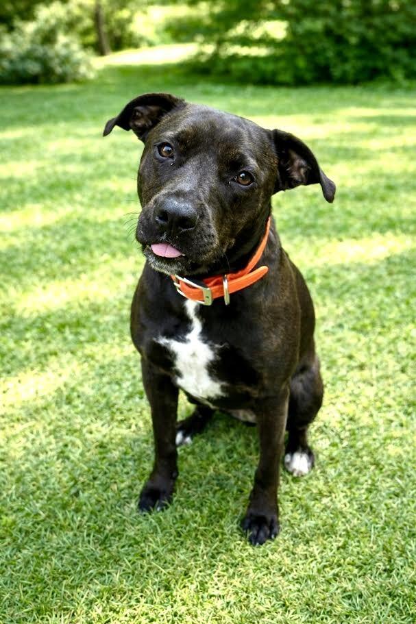 Peony-Cocoa, a Adoptable mixed breed in Maryville, TN image 5/6