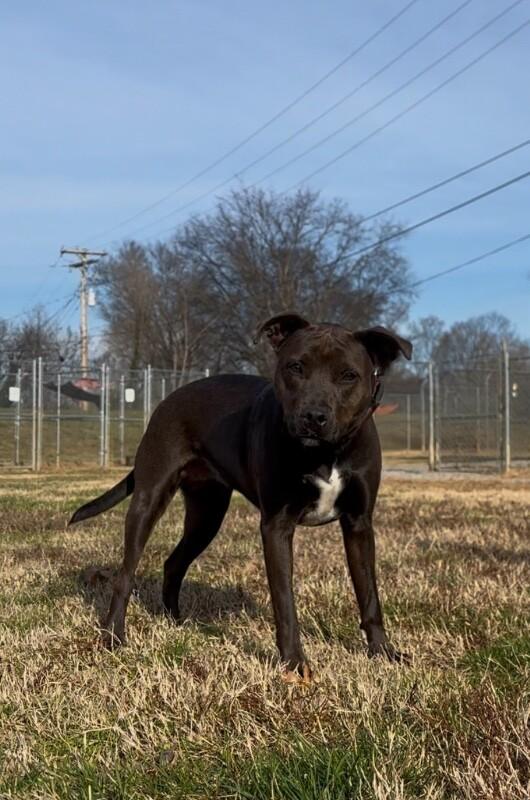 Peony-Cocoa, a Adoptable mixed breed in Maryville, TN image 6/6