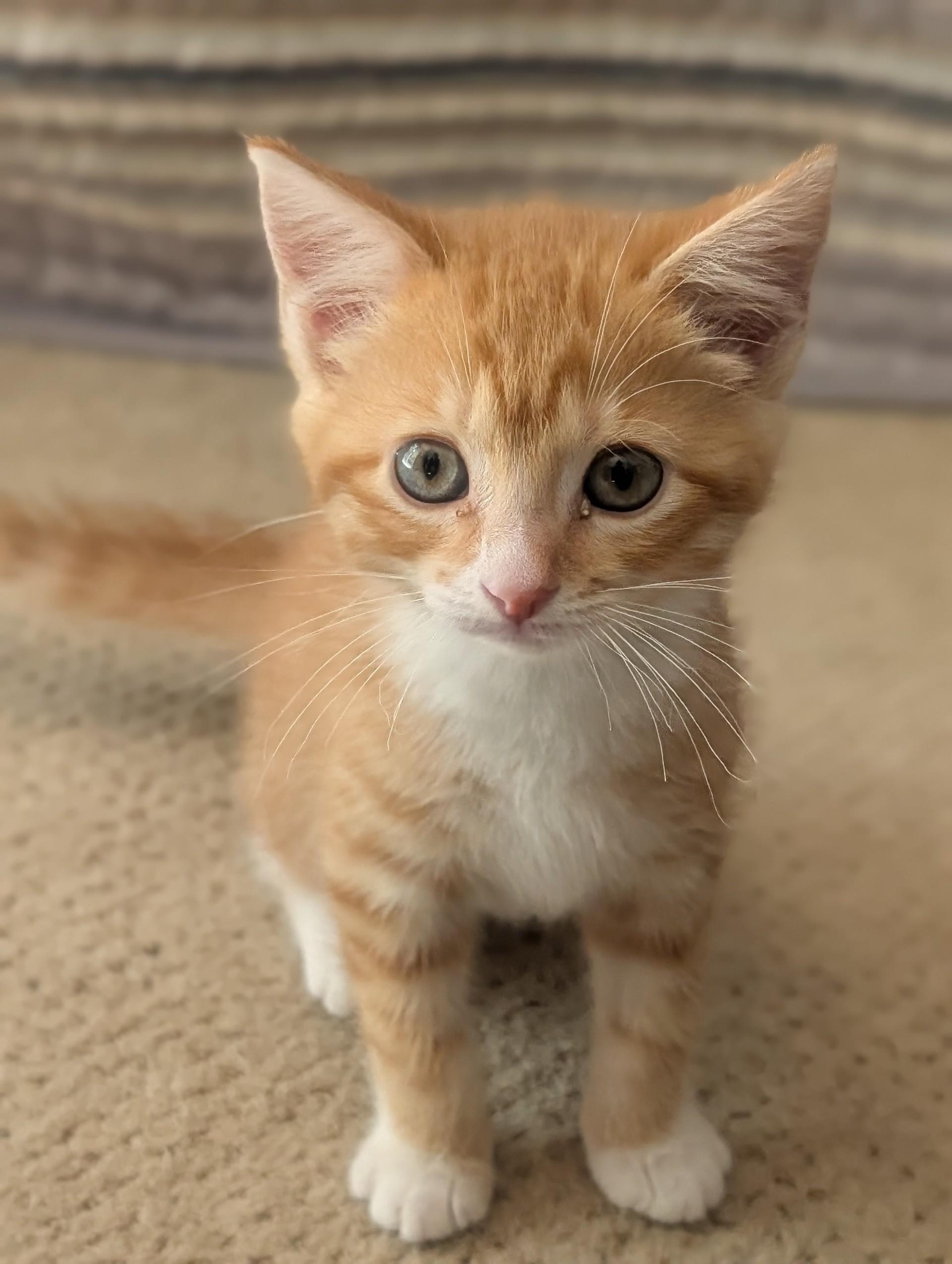 Ellie, Adoptable, Kitten Female Domestic Short Hair.