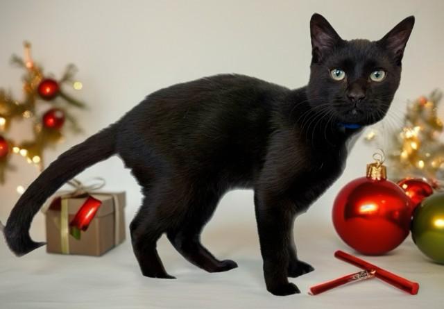 FRANKEN-BERRY, Adoptable, Young Male Domestic Short Hair.