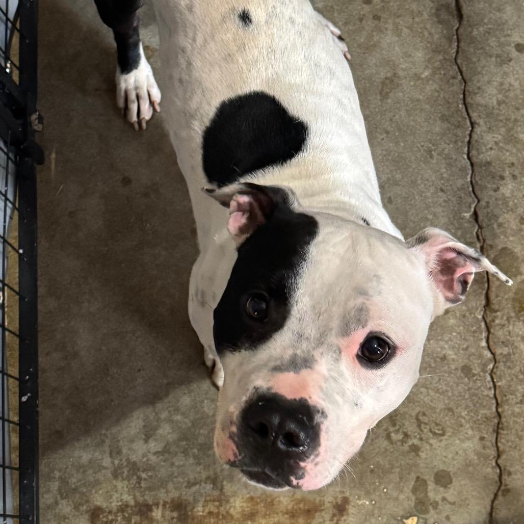 Pongo — thumbnail 2