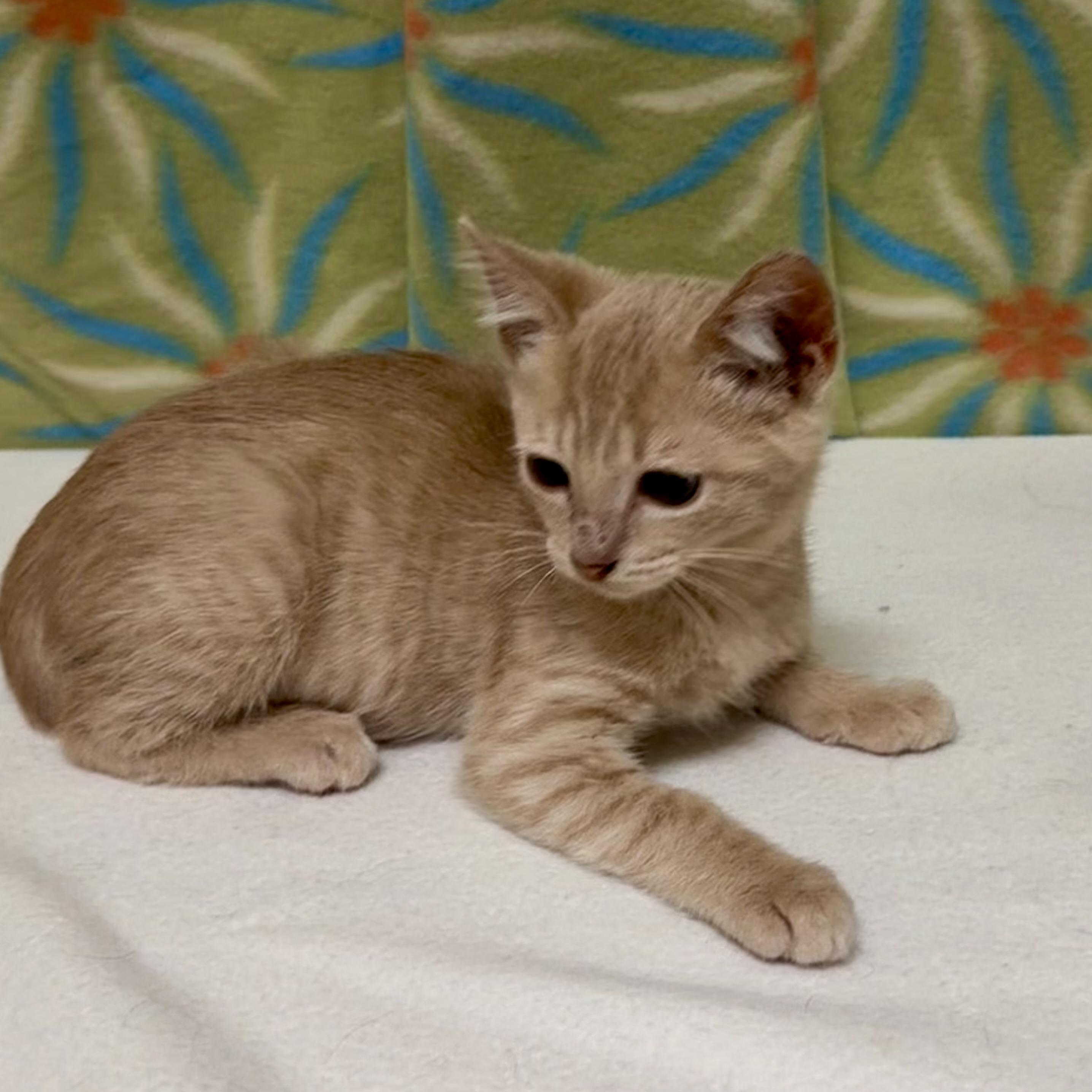 Enlarge Bobby, an adoptable mixed breed in Libertyville, IL image 3/3
