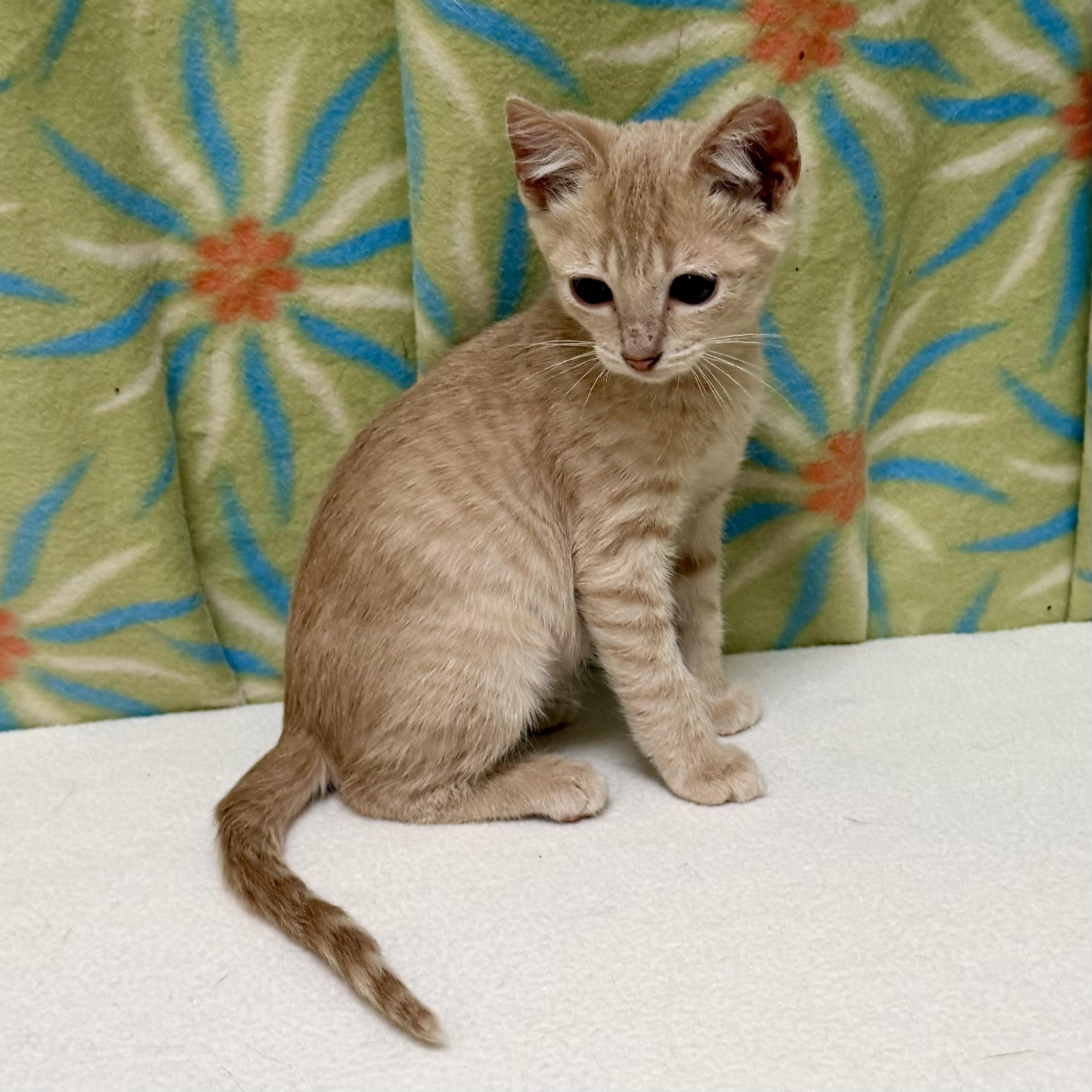 Enlarge Bobby, an adoptable mixed breed in Libertyville, IL image 2/3