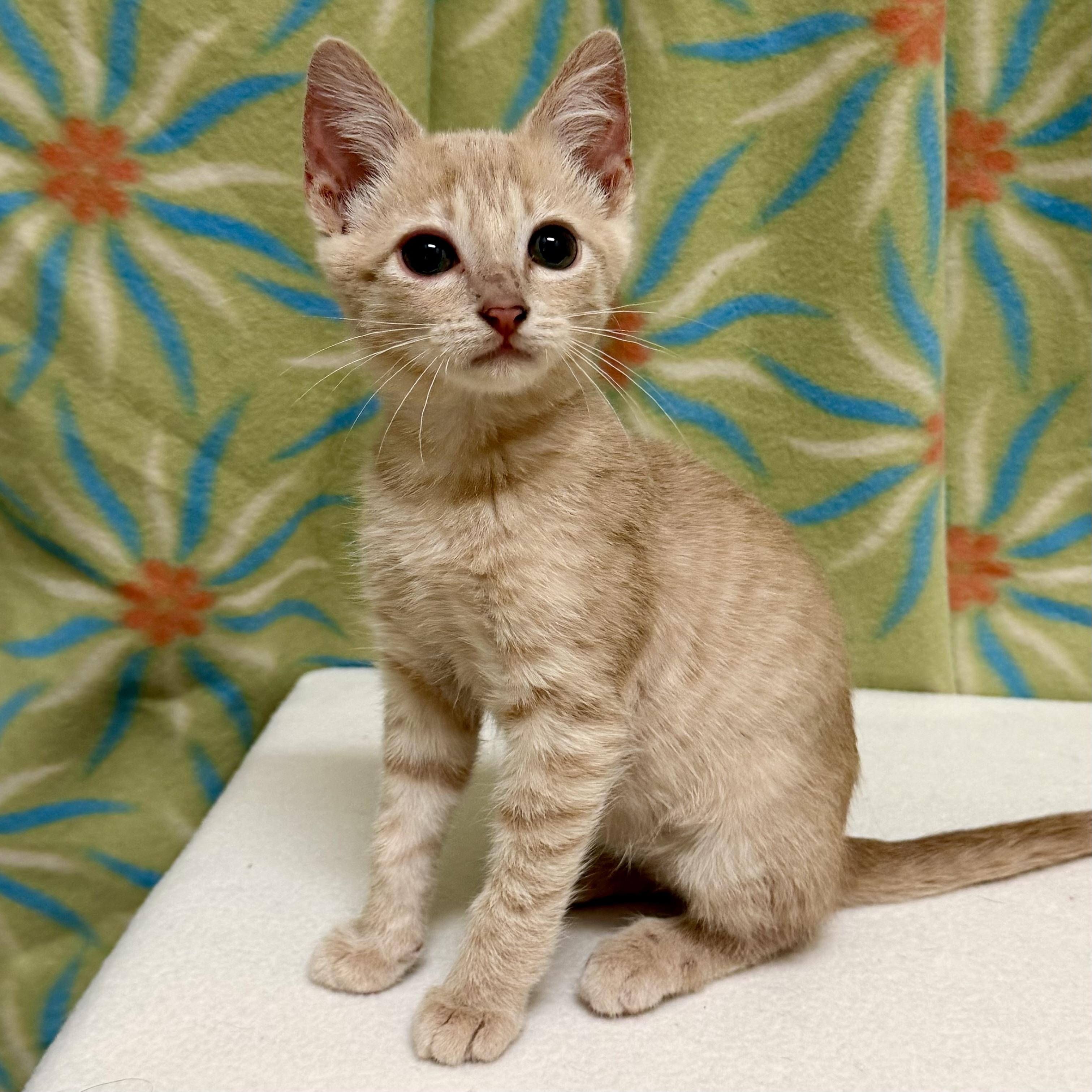 Bobby, adoptable, Kitten Male Domestic Short Hair.