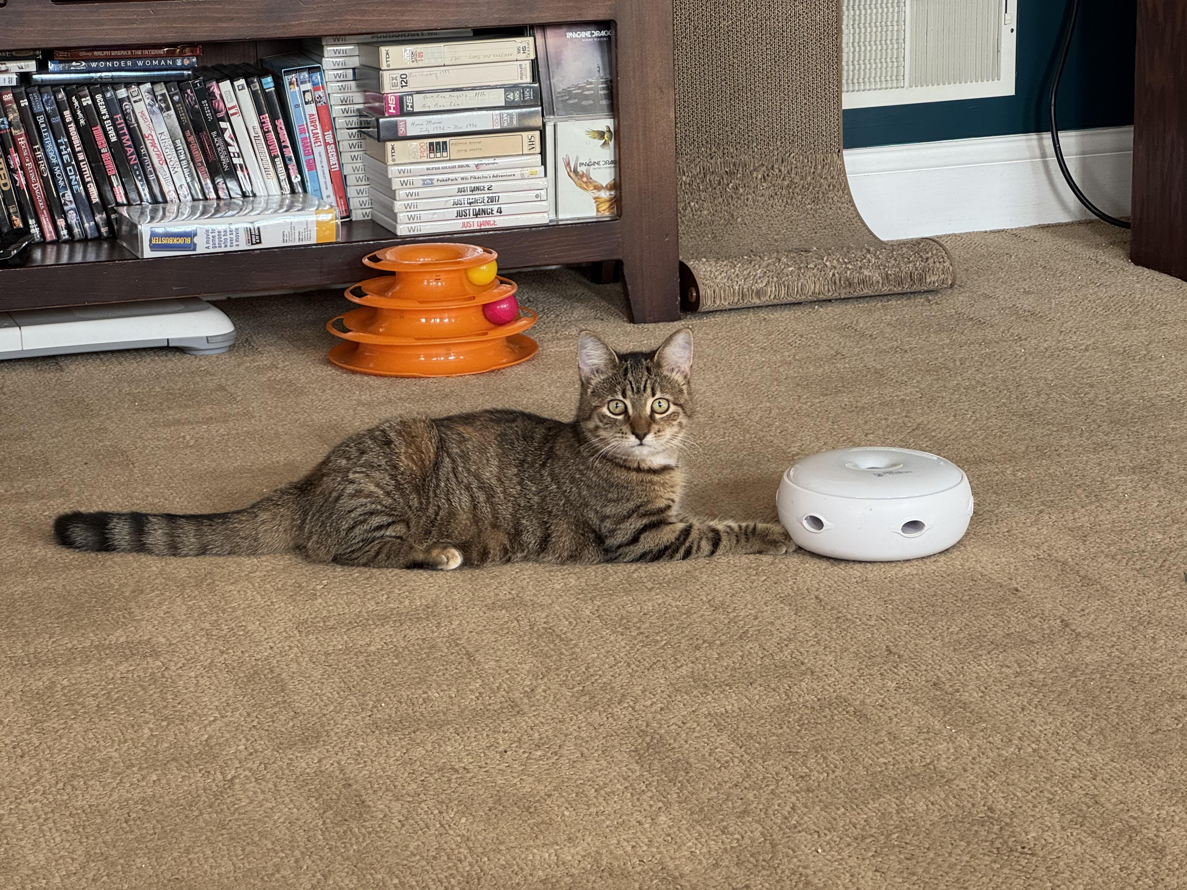 Enlarge Rebel, a Adoptable Domestic Short Hair in Lincoln University, PA image 3/5