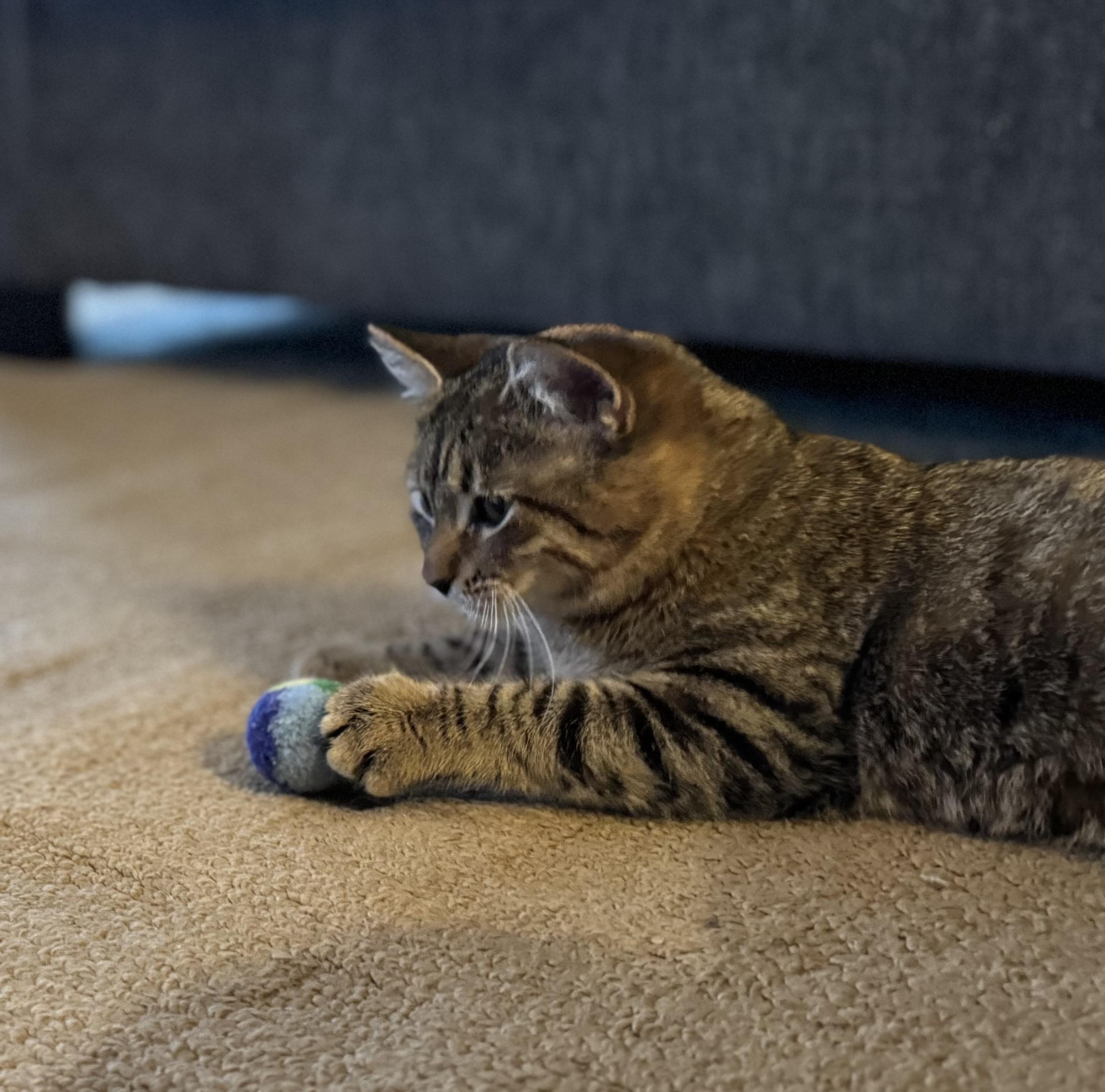 Enlarge Rebel, a Adoptable Domestic Short Hair in Lincoln University, PA image 5/5