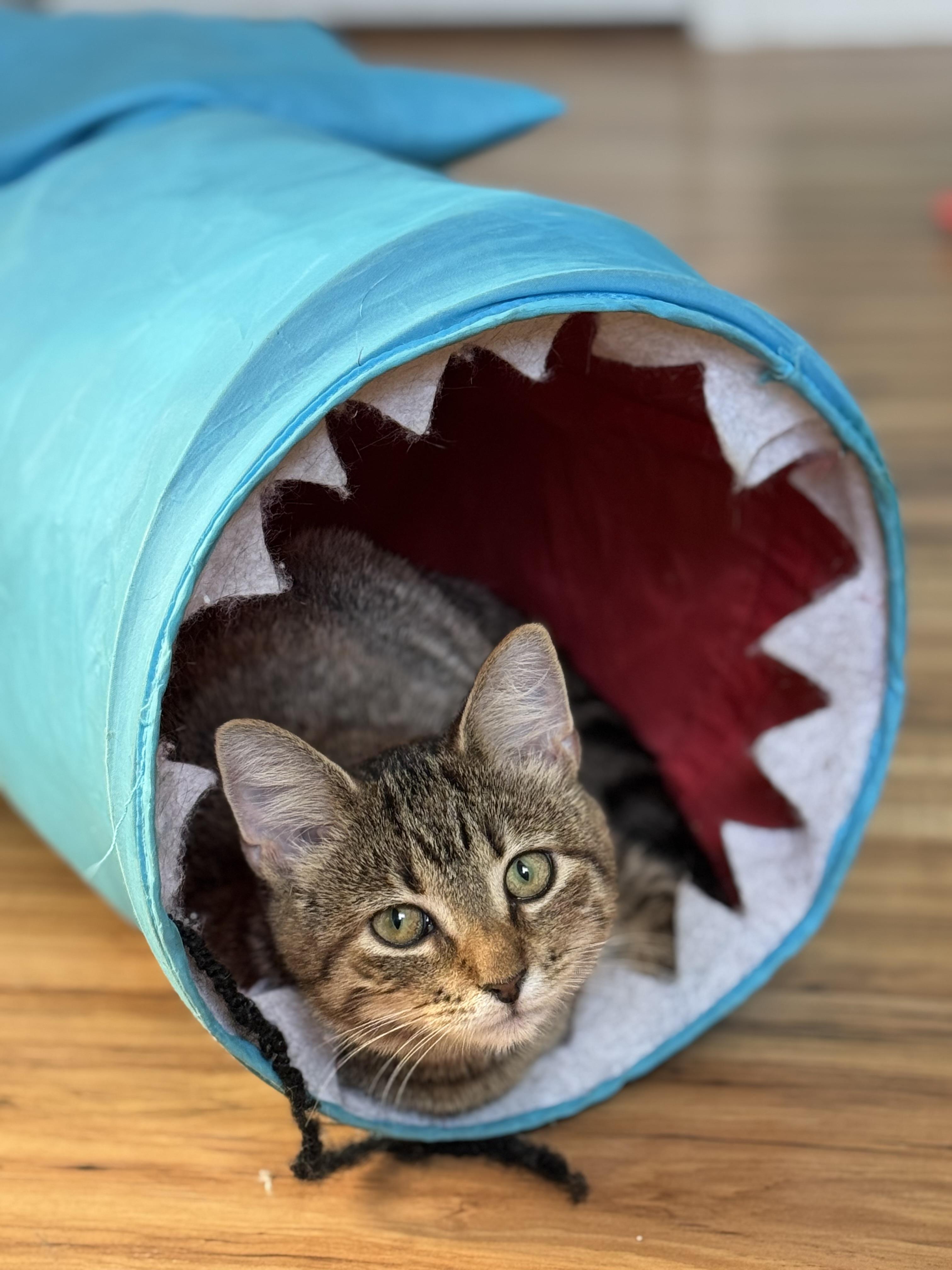 Enlarge Rebel, a Adoptable Domestic Short Hair in Lincoln University, PA image 1/5