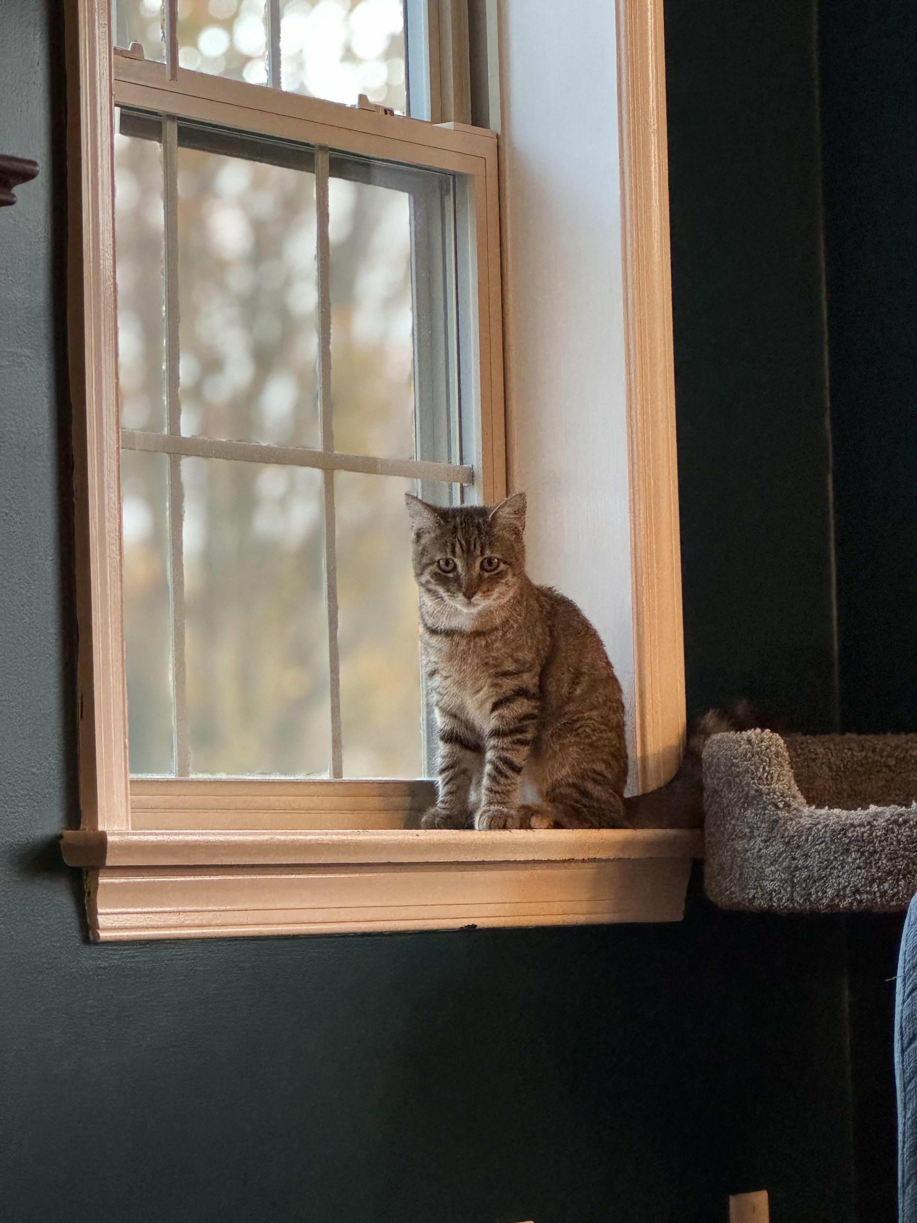 Rebel — thumbnail 5