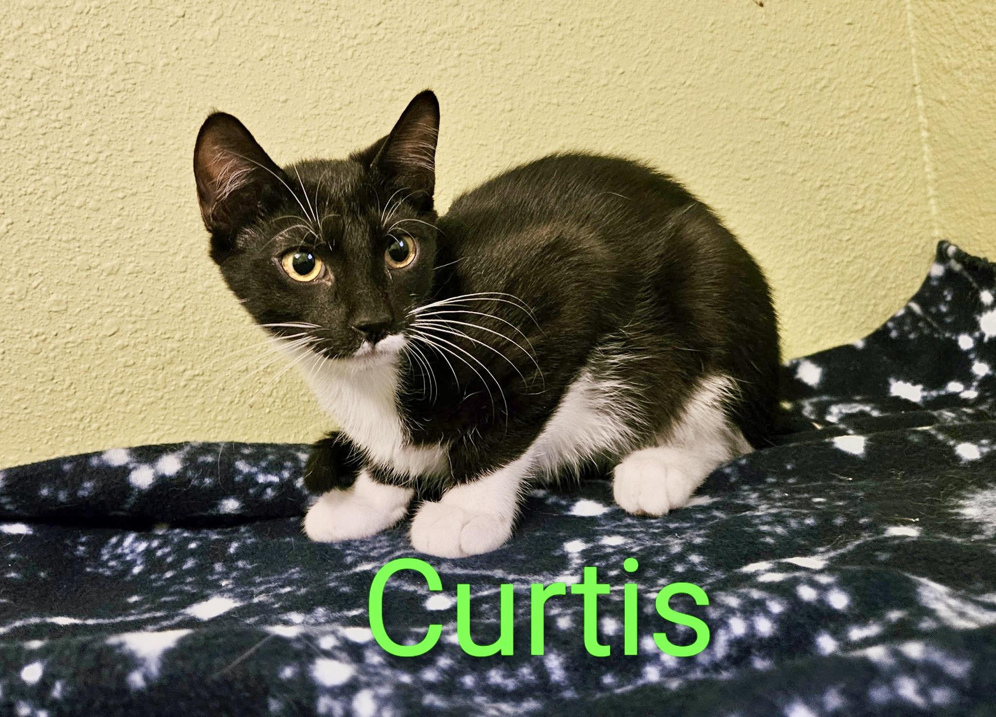 Enlarge Curtis - North Conroe Petsmart, a Adoptable mixed breed in Conroe, TX image 2/2
