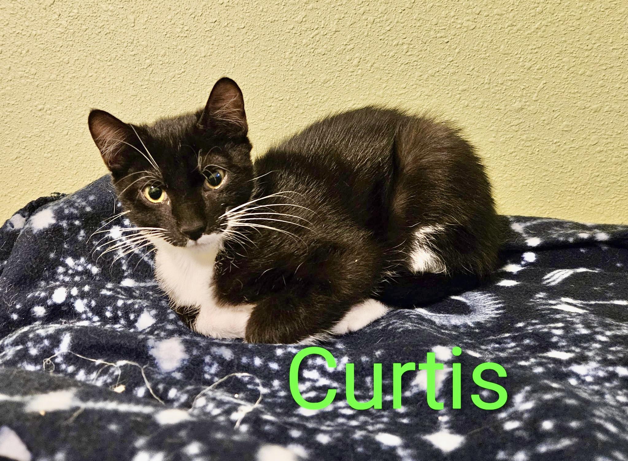 Enlarge Curtis - North Conroe Petsmart, a Adoptable mixed breed in Conroe, TX image 1/2