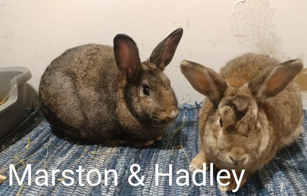 Hadley & Marston, a Adoptable Bunny Rabbit in Lake Elsinore, CA image 3/4