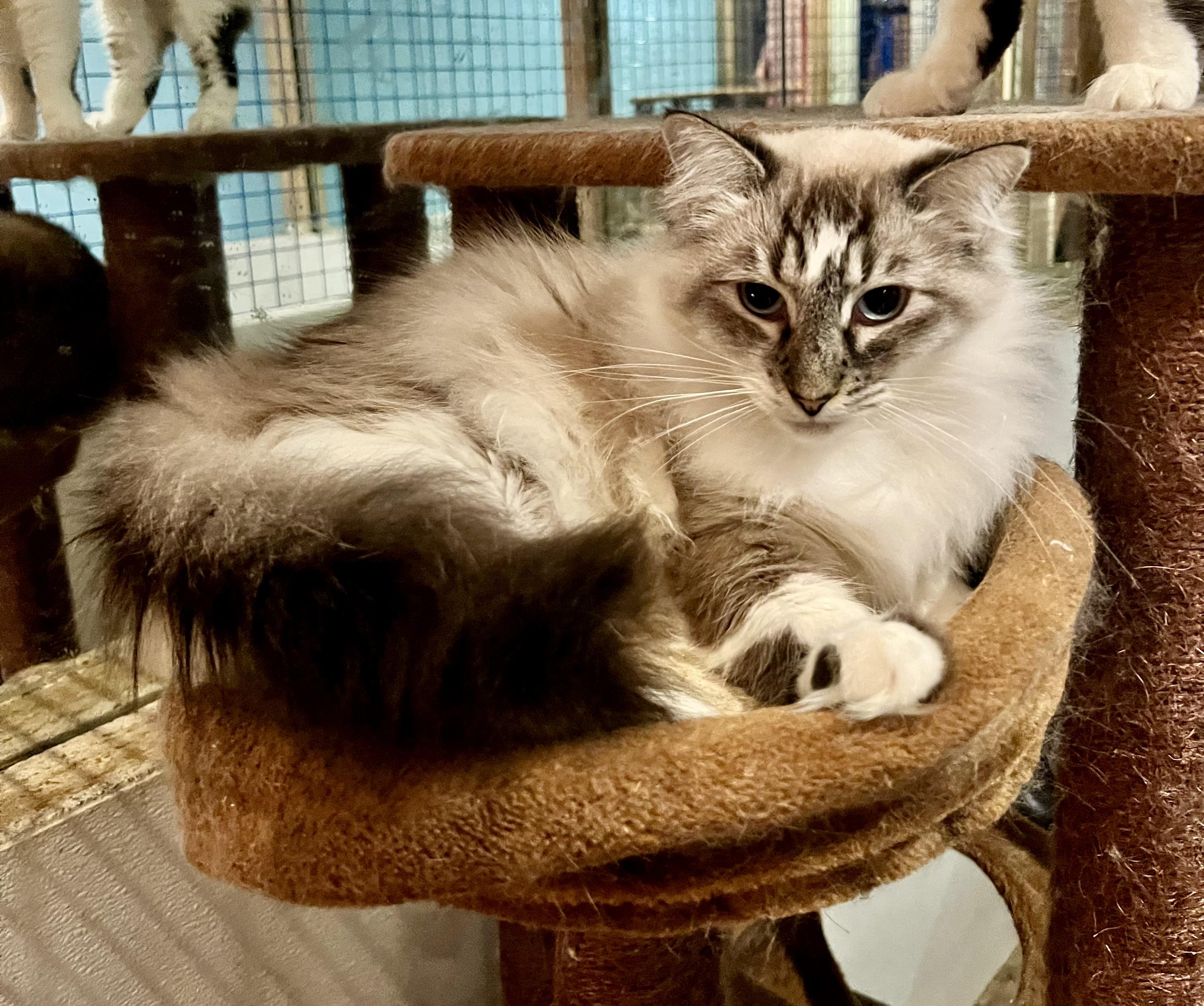 Enlarge Ivy, a hold Ragdoll in Pomona, CA image 1/1