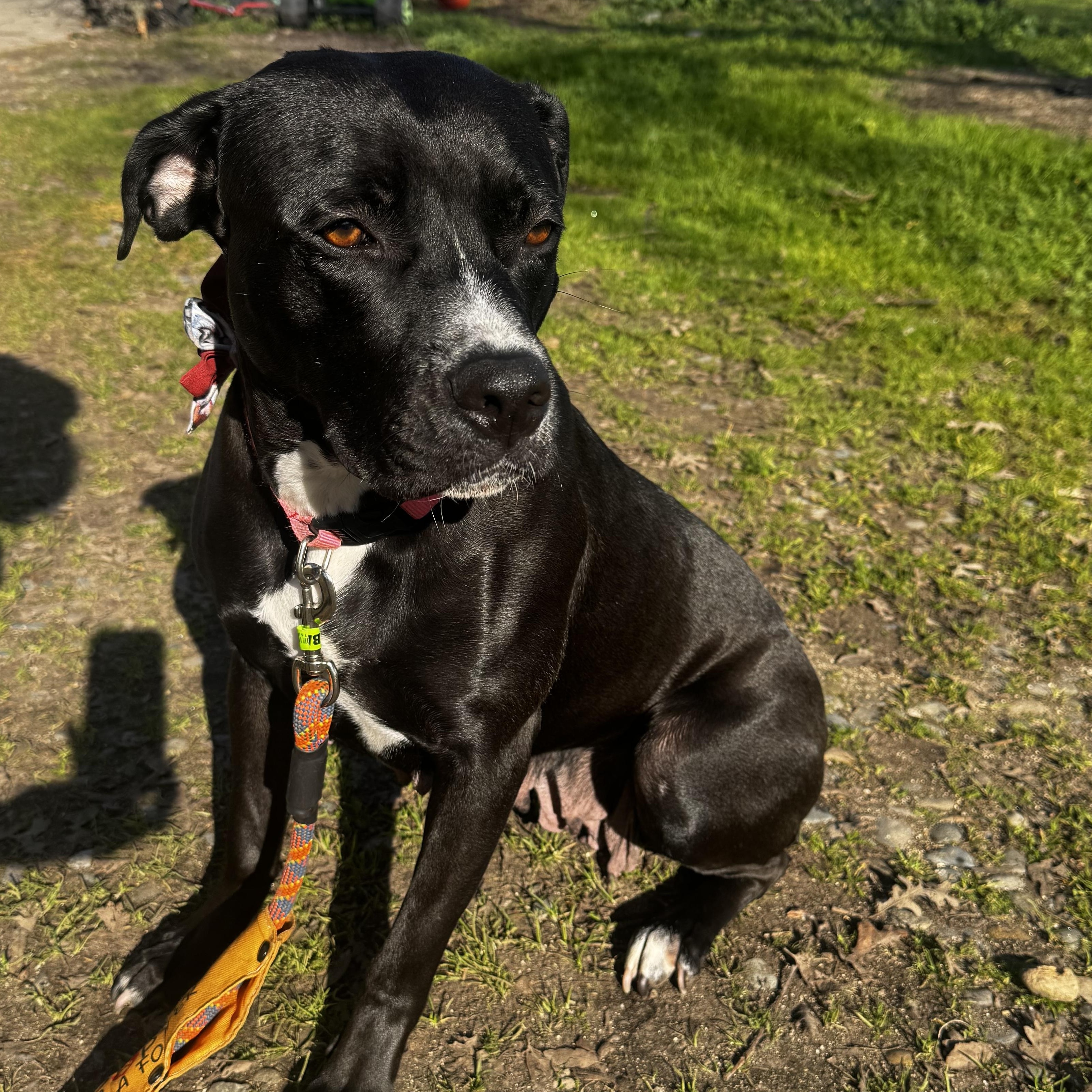 Hope, an adopted mixed breed in Lincoln, CA image 1/5