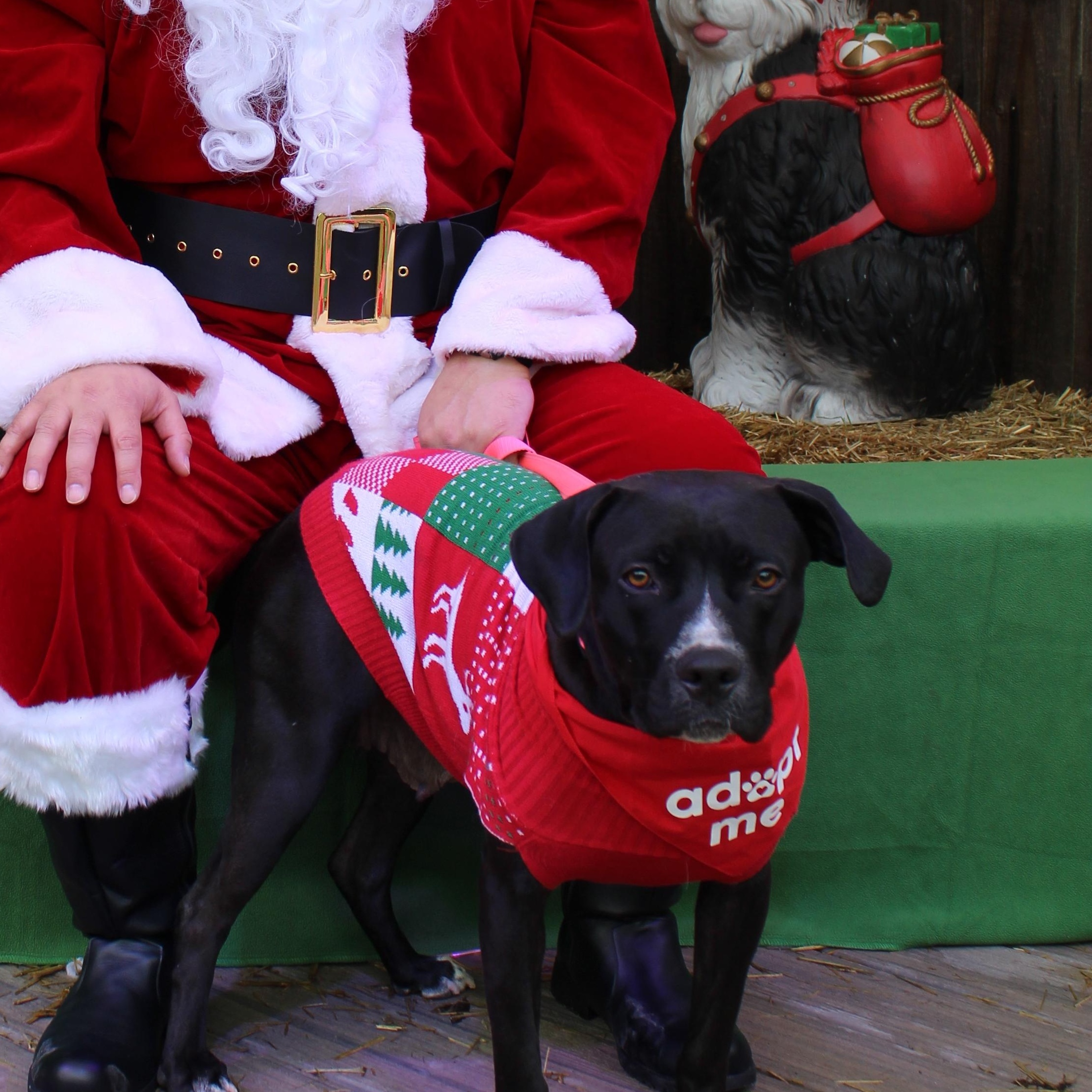 Enlarge Hope, a ADOPTABLE mixed breed in Lincoln, CA image 1/4