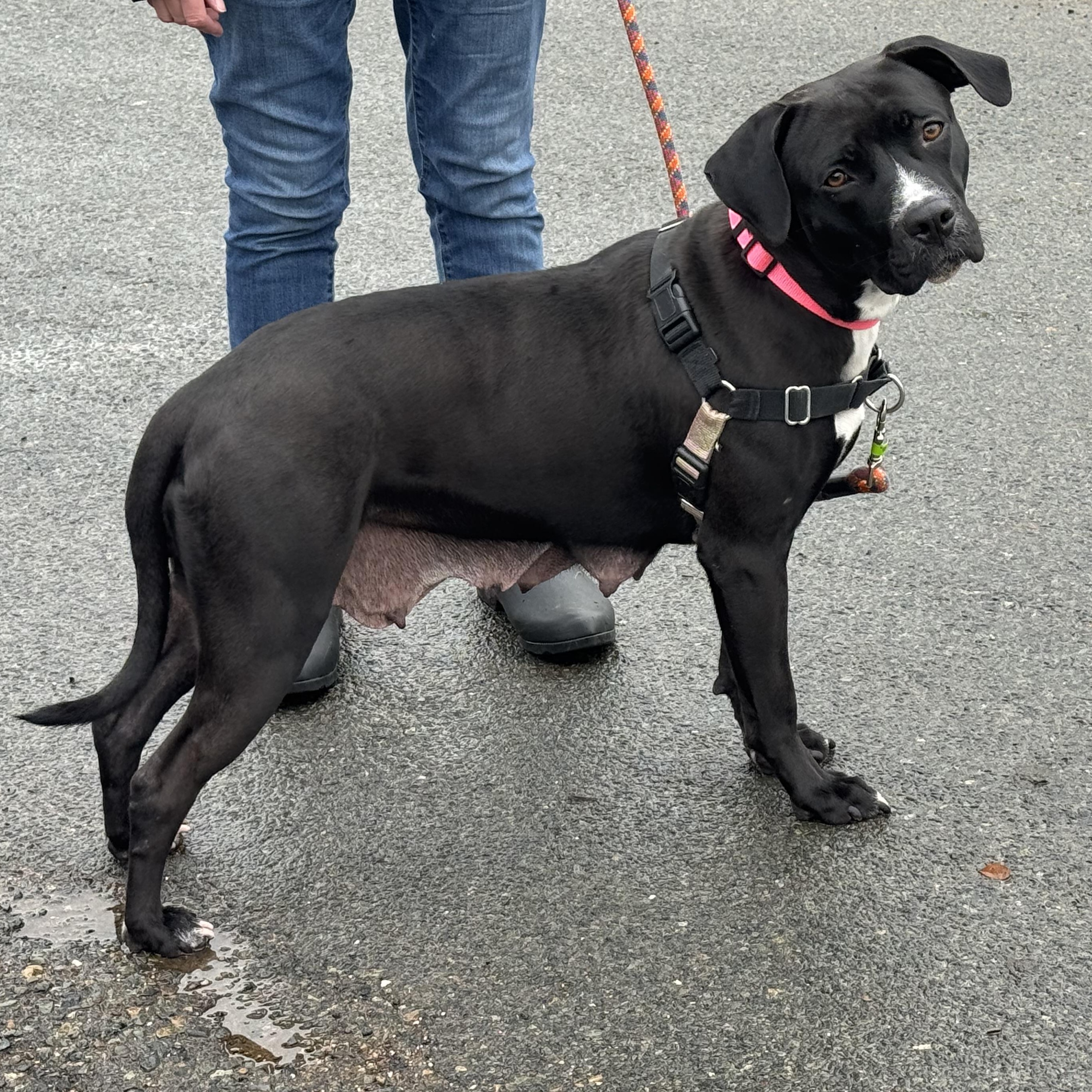 Enlarge Hope, a ADOPTABLE mixed breed in Lincoln, CA image 4/4