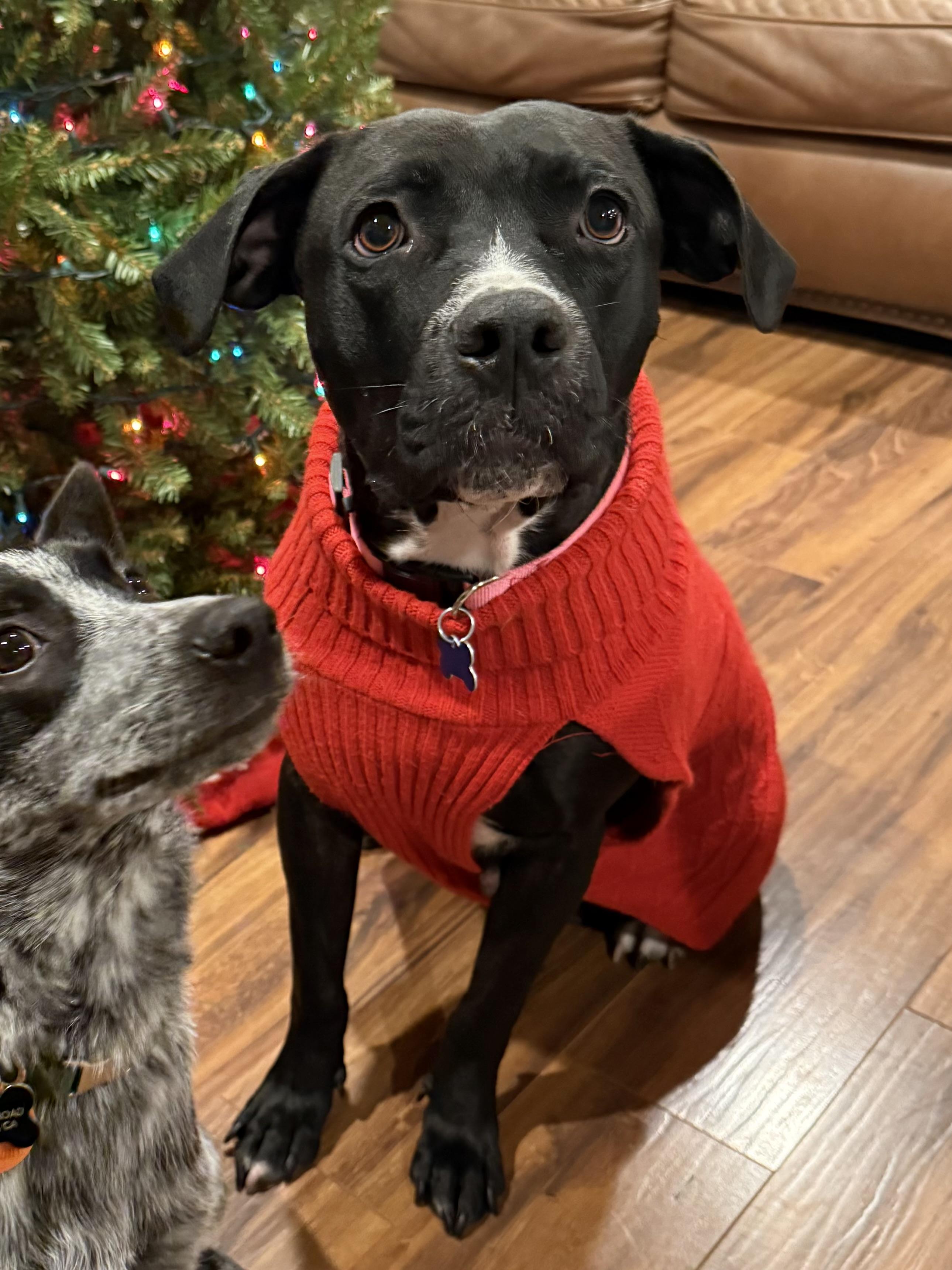 Enlarge Hope, a ADOPTABLE mixed breed in Lincoln, CA image 2/4