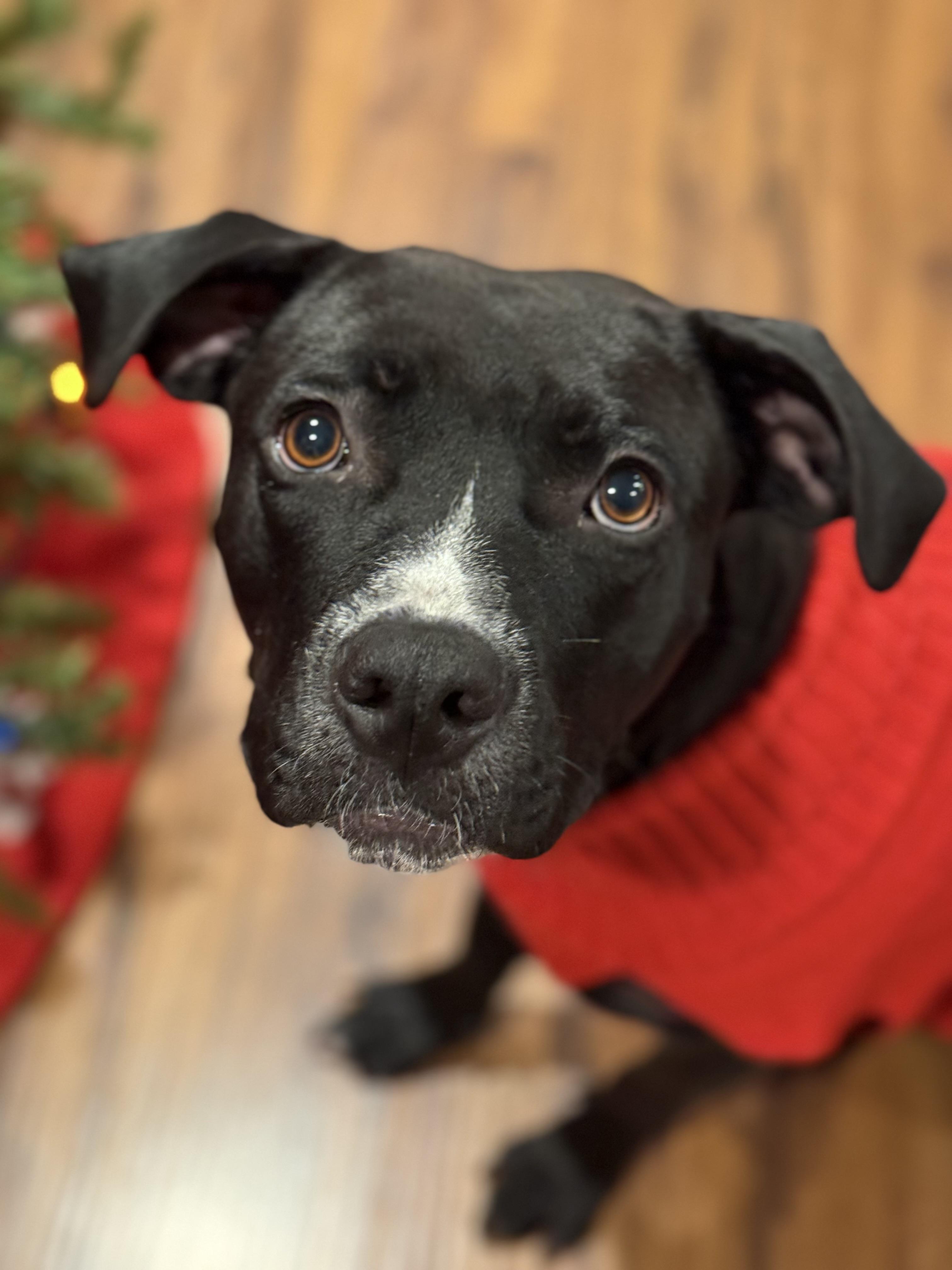 Enlarge Hope, a ADOPTABLE mixed breed in Lincoln, CA image 3/4