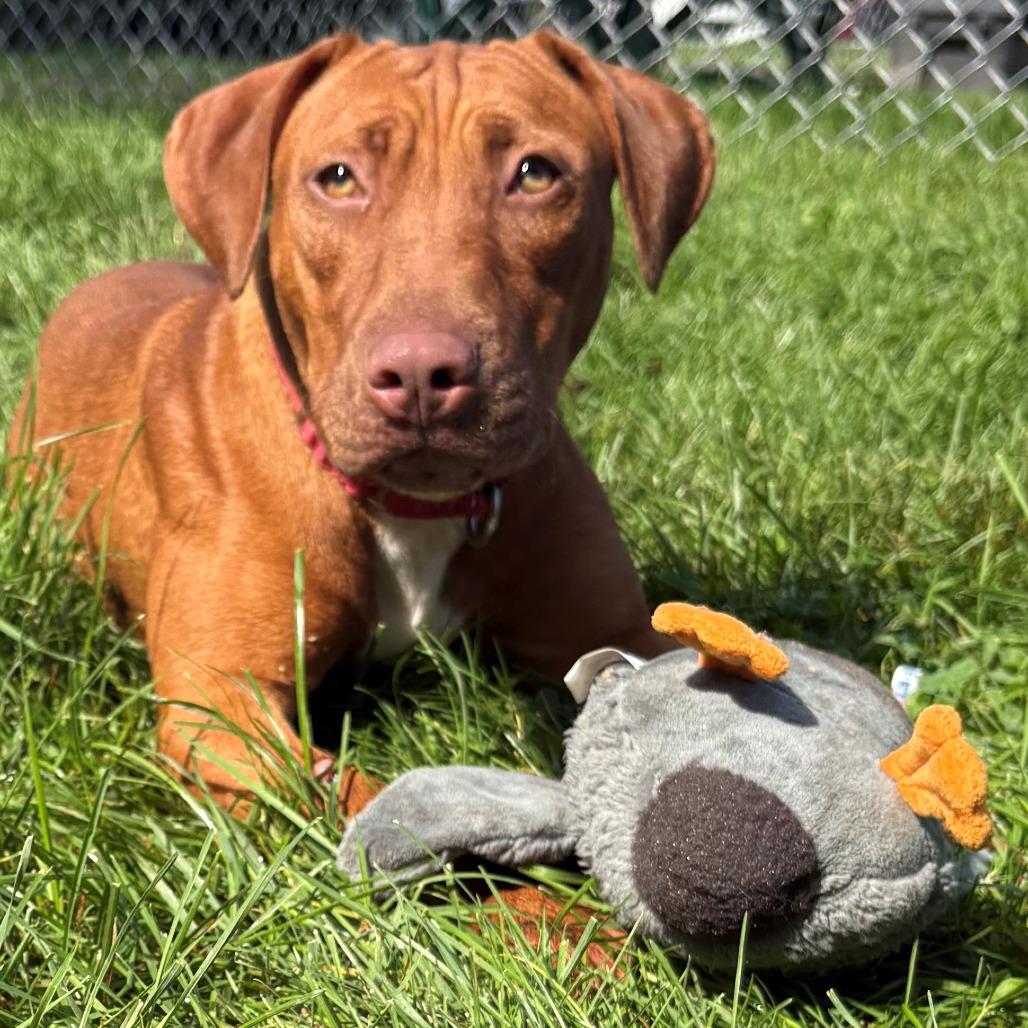 Enlarge Stella, a Adoptable Mixed Breed in East Hanover, NJ image 1/6