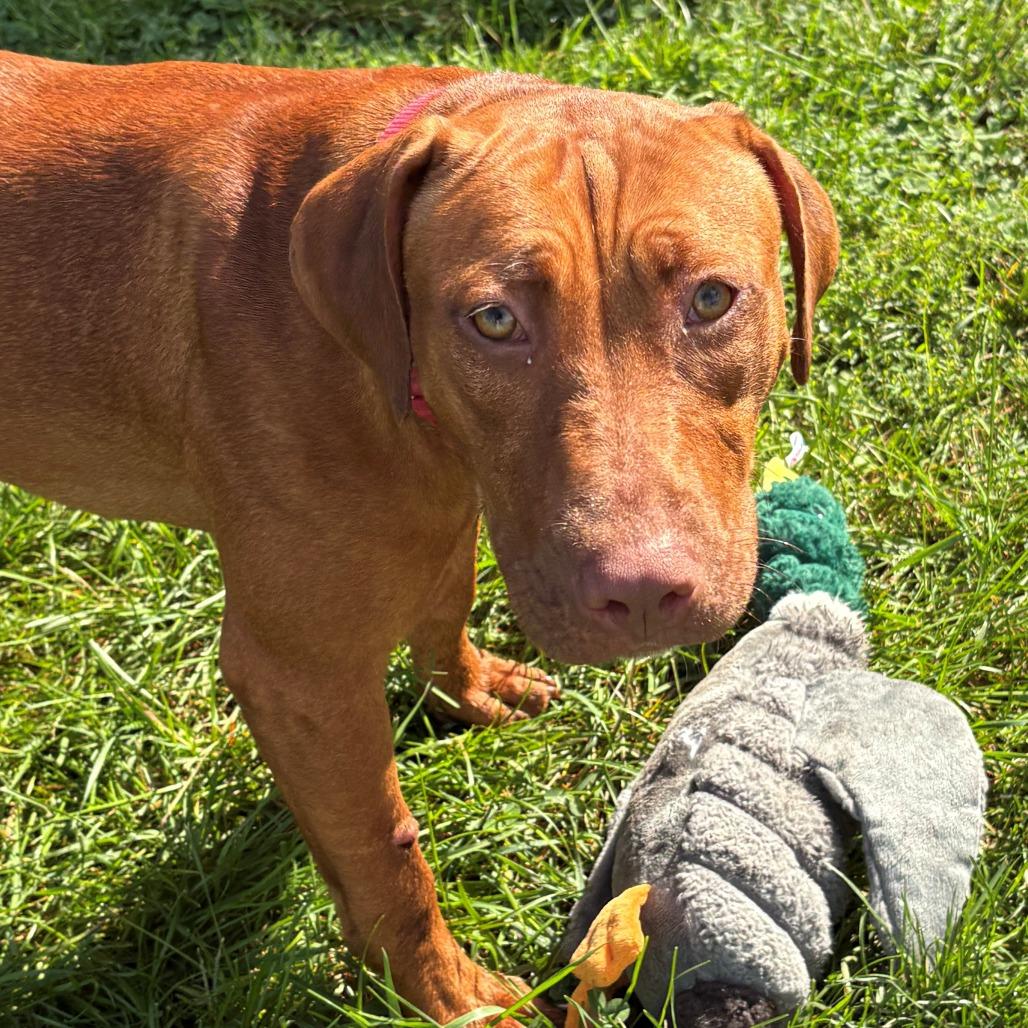 Enlarge Stella, a Adoptable Mixed Breed in East Hanover, NJ image 2/6