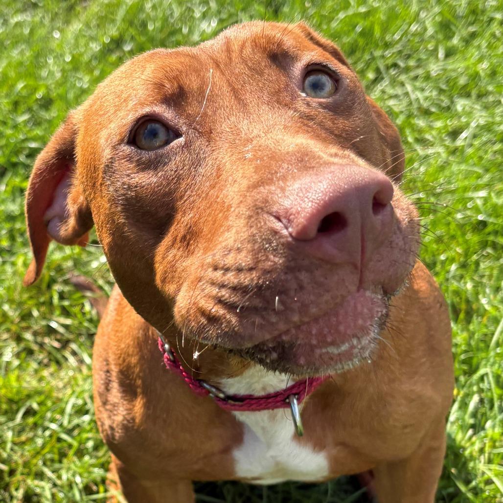 Enlarge Stella, a Adoptable Mixed Breed in East Hanover, NJ image 3/6