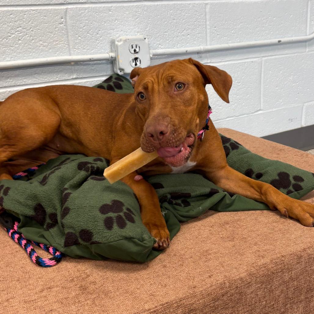 Enlarge Stella, a Adoptable Mixed Breed in East Hanover, NJ image 4/6