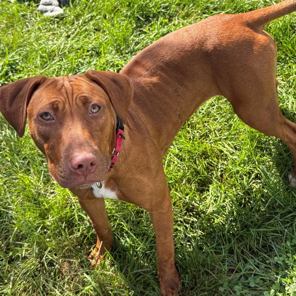 Enlarge Stella, a Adoptable Mixed Breed in East Hanover, NJ image 5/6