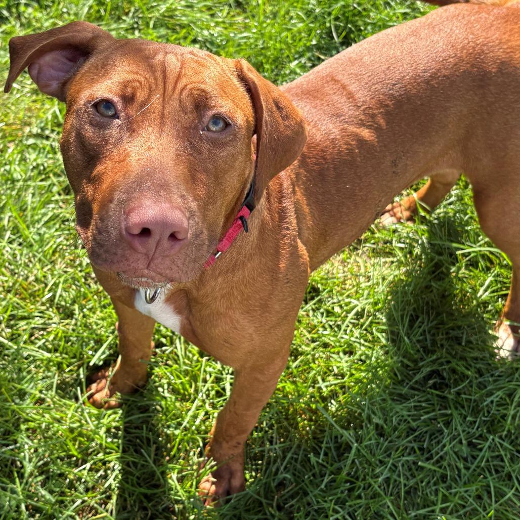 Enlarge Stella, a Adoptable Mixed Breed in East Hanover, NJ image 6/6