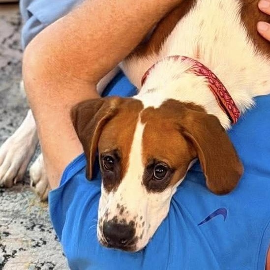 Rey, ADOPTABLE, Puppy Male Hound.