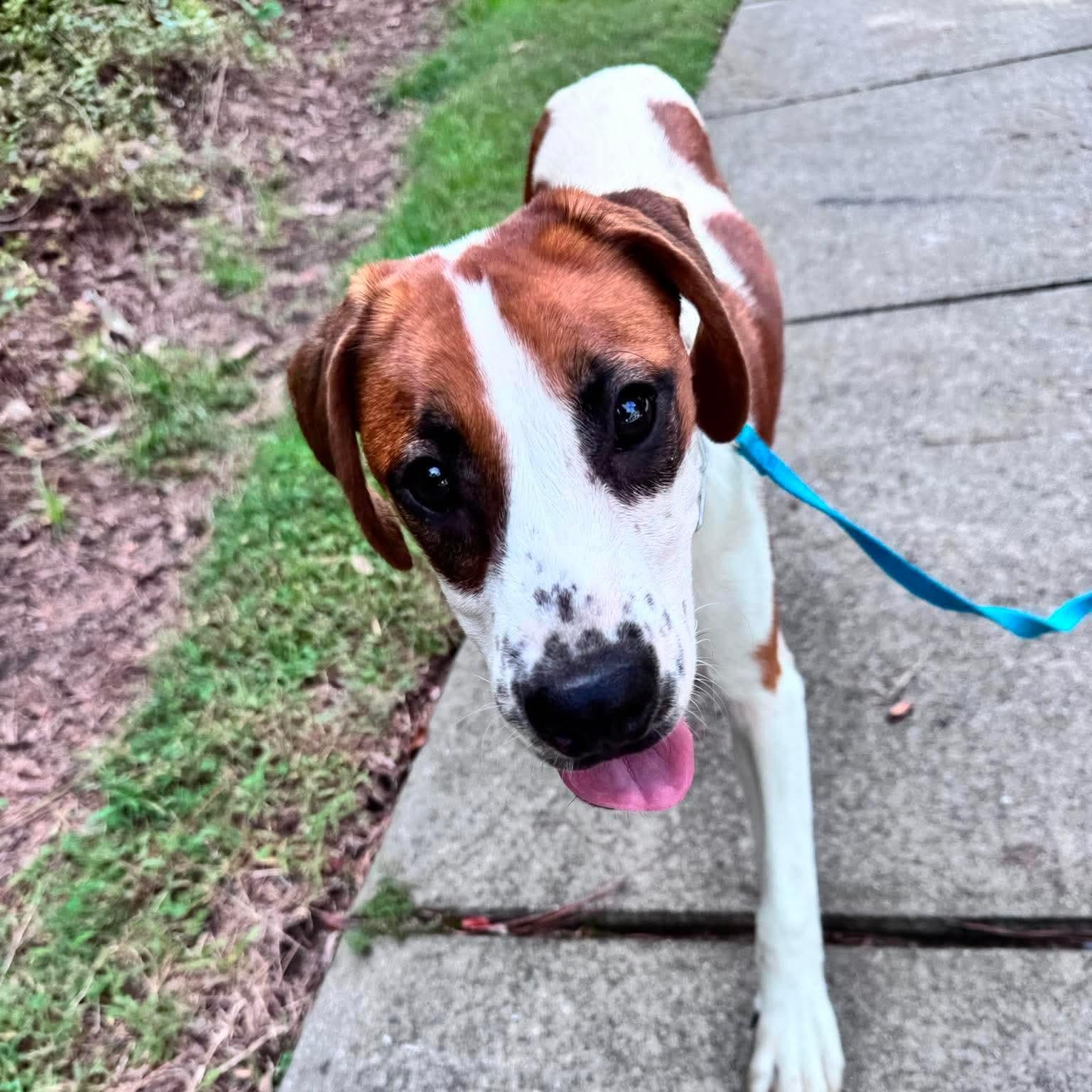 Enlarge Rey, a ADOPTABLE mixed breed in Wando, SC image 2/4
