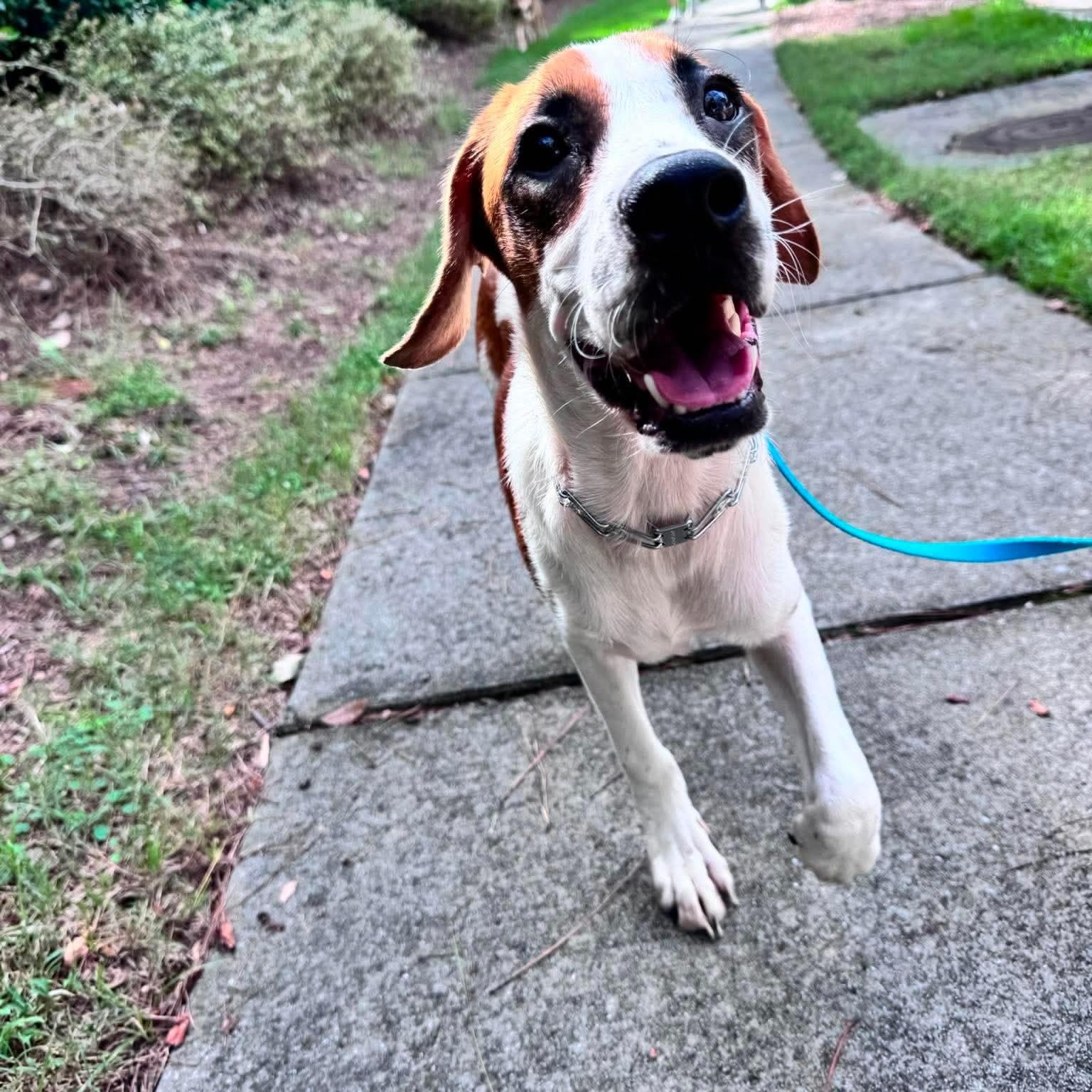 Enlarge Rey, a ADOPTABLE mixed breed in Wando, SC image 4/4