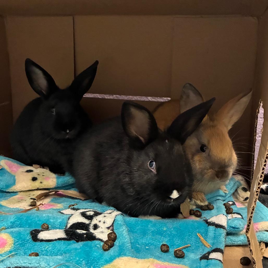 Karol G, Adoptable, Baby Female Bunny Rabbit & Bunny Rabbit.