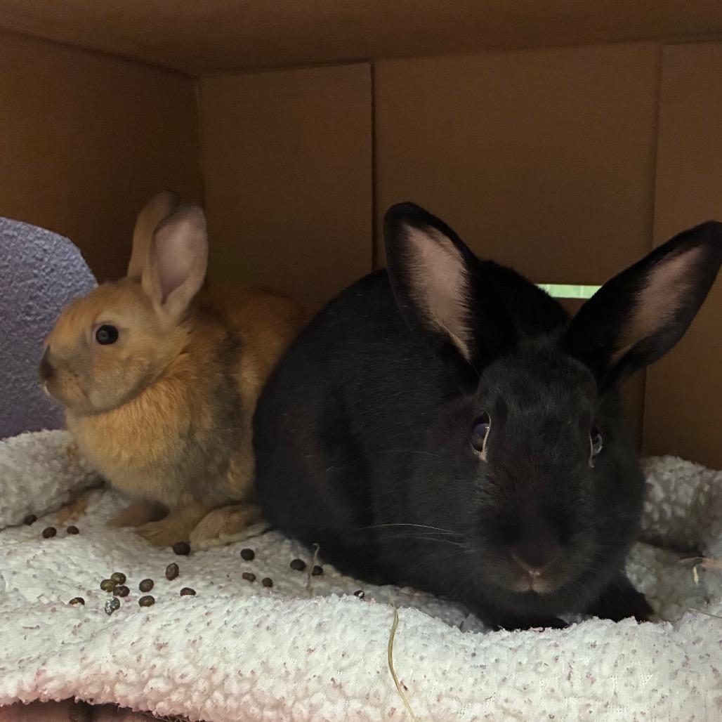 Enlarge Karol G, a Adoptable mixed breed in Providence, RI image 3/4