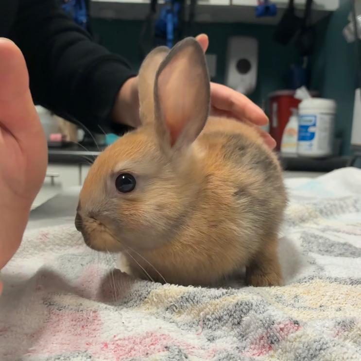 Enlarge Karol G, a Adoptable mixed breed in Providence, RI image 4/4