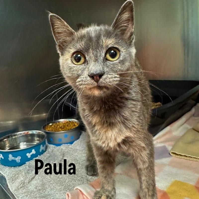 Paula, Adoptable, Young Female American Shorthair & American Shorthair.