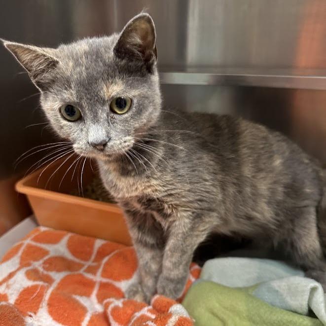 Enlarge Paula, a Adoptable mixed breed in Oak Ridge, TN image 2/4