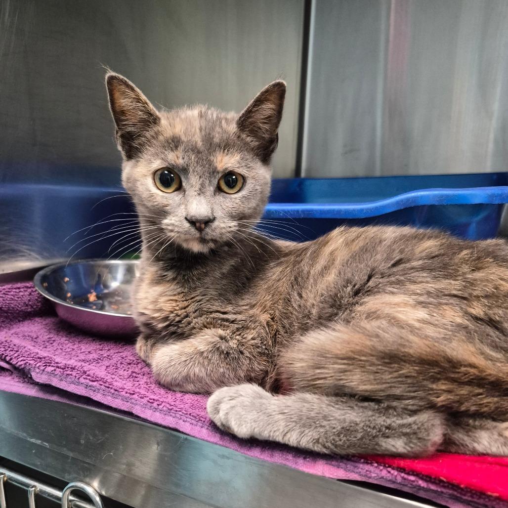Enlarge Paula, a Adoptable mixed breed in Oak Ridge, TN image 3/4