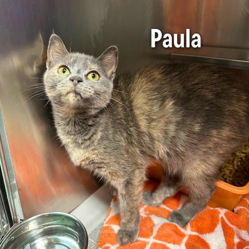 Enlarge Paula, a Adoptable mixed breed in Oak Ridge, TN image 4/4