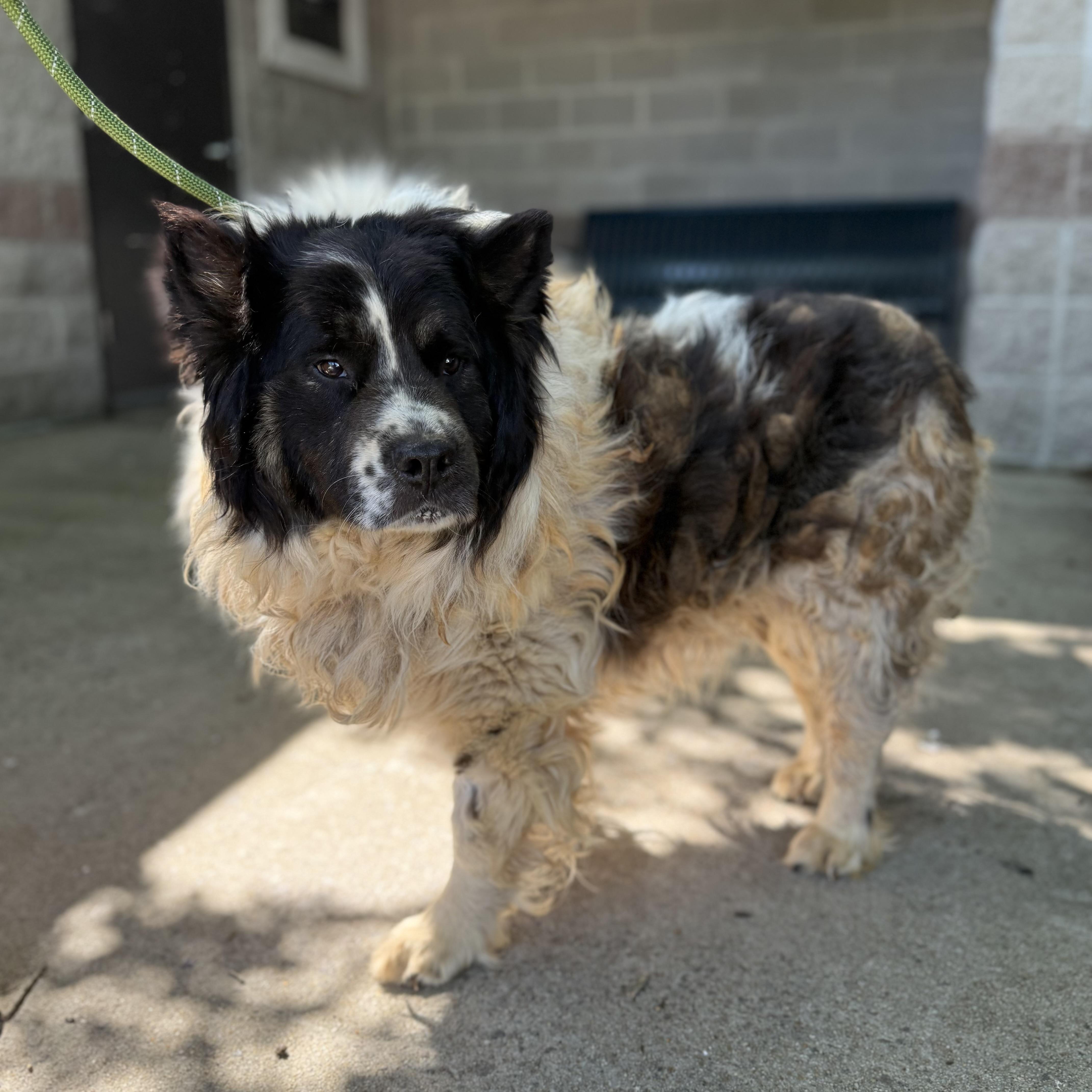 Enlarge Campfire, a Adoptable mixed breed in Columbia, SC image 4/5
