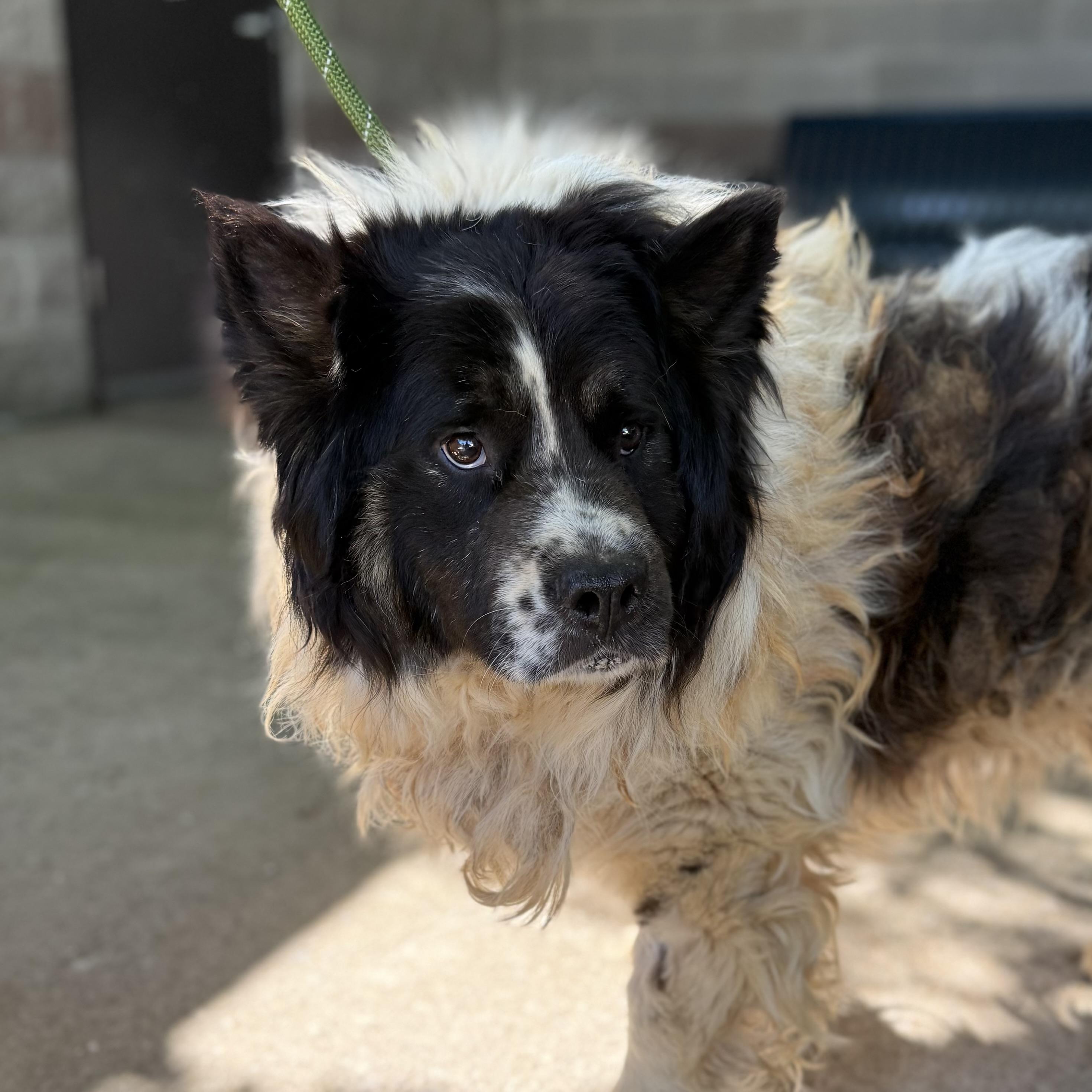 Enlarge Campfire, a Adoptable mixed breed in Columbia, SC image 1/5