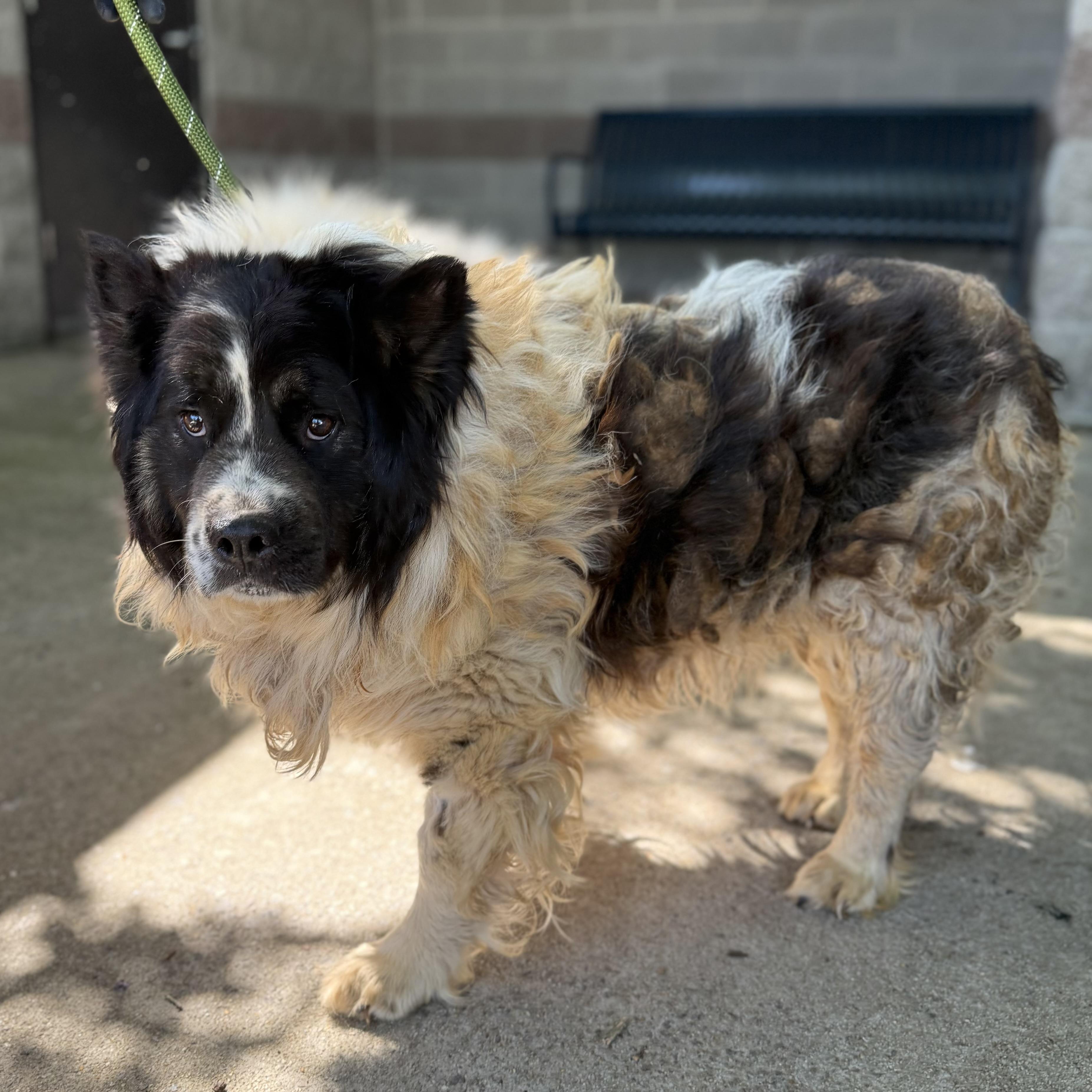 Enlarge Campfire, a Adoptable mixed breed in Columbia, SC image 2/5