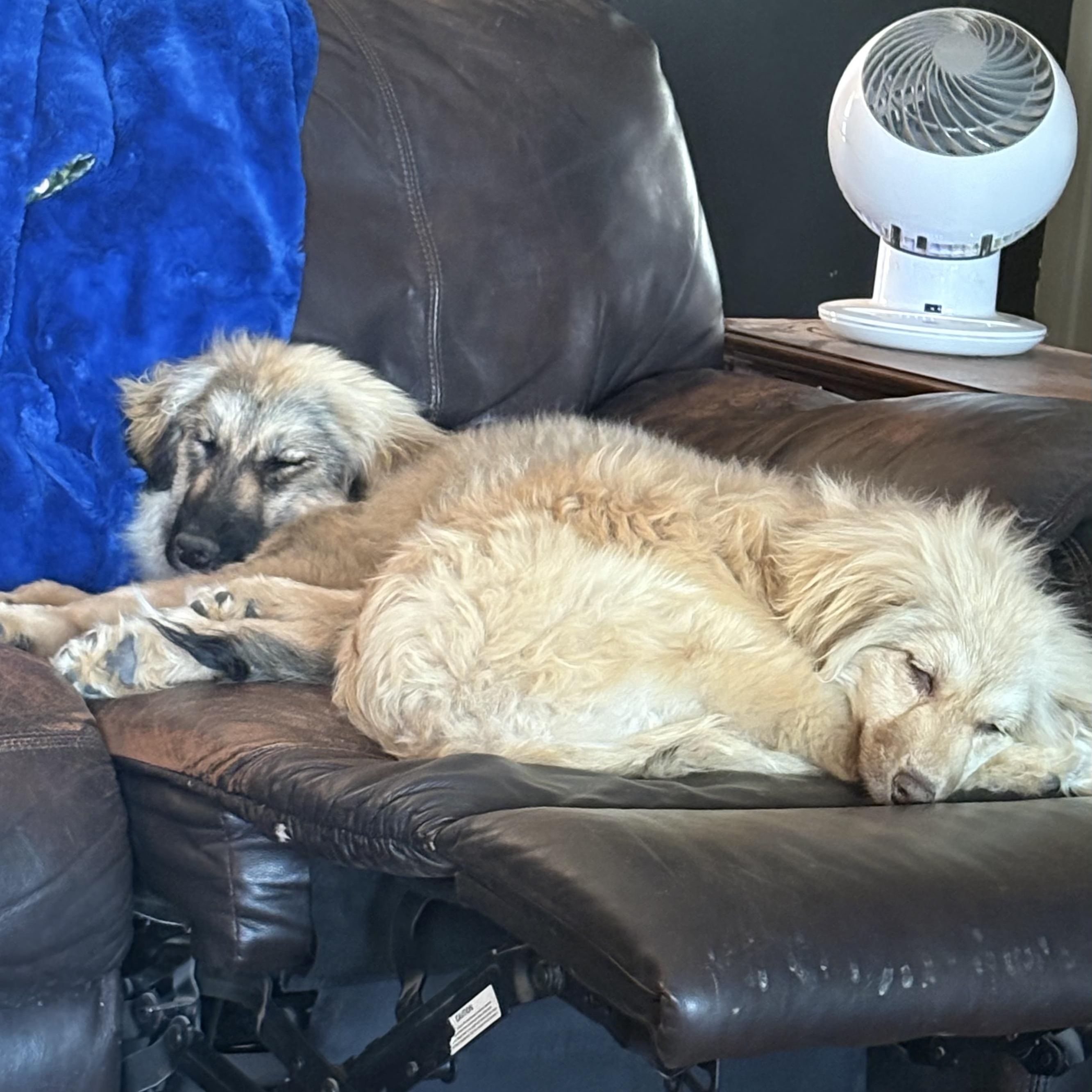 Stella Rose, an adoptable Pomeranian, Pyrenean Shepherd in Clovis, NM, 88101 | Photo Image 3