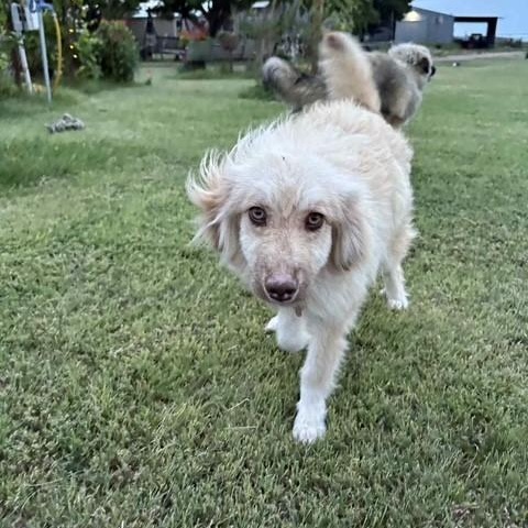 Stella Rose, an adoptable Pomeranian, Pyrenean Shepherd in Clovis, NM, 88101 | Photo Image 2