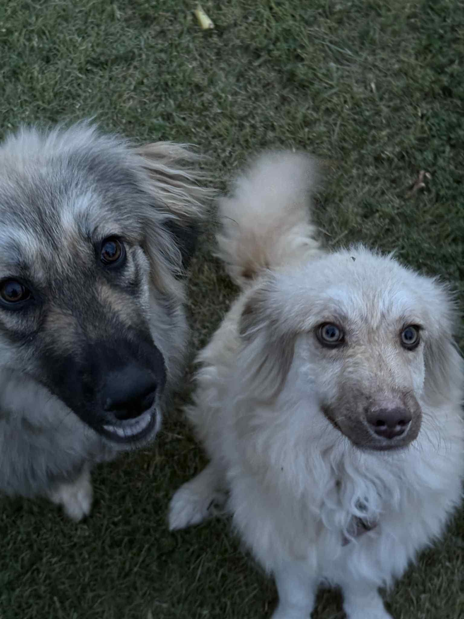 Stella Rose, an adoptable Pomeranian, Pyrenean Shepherd in Clovis, NM, 88101 | Photo Image 4