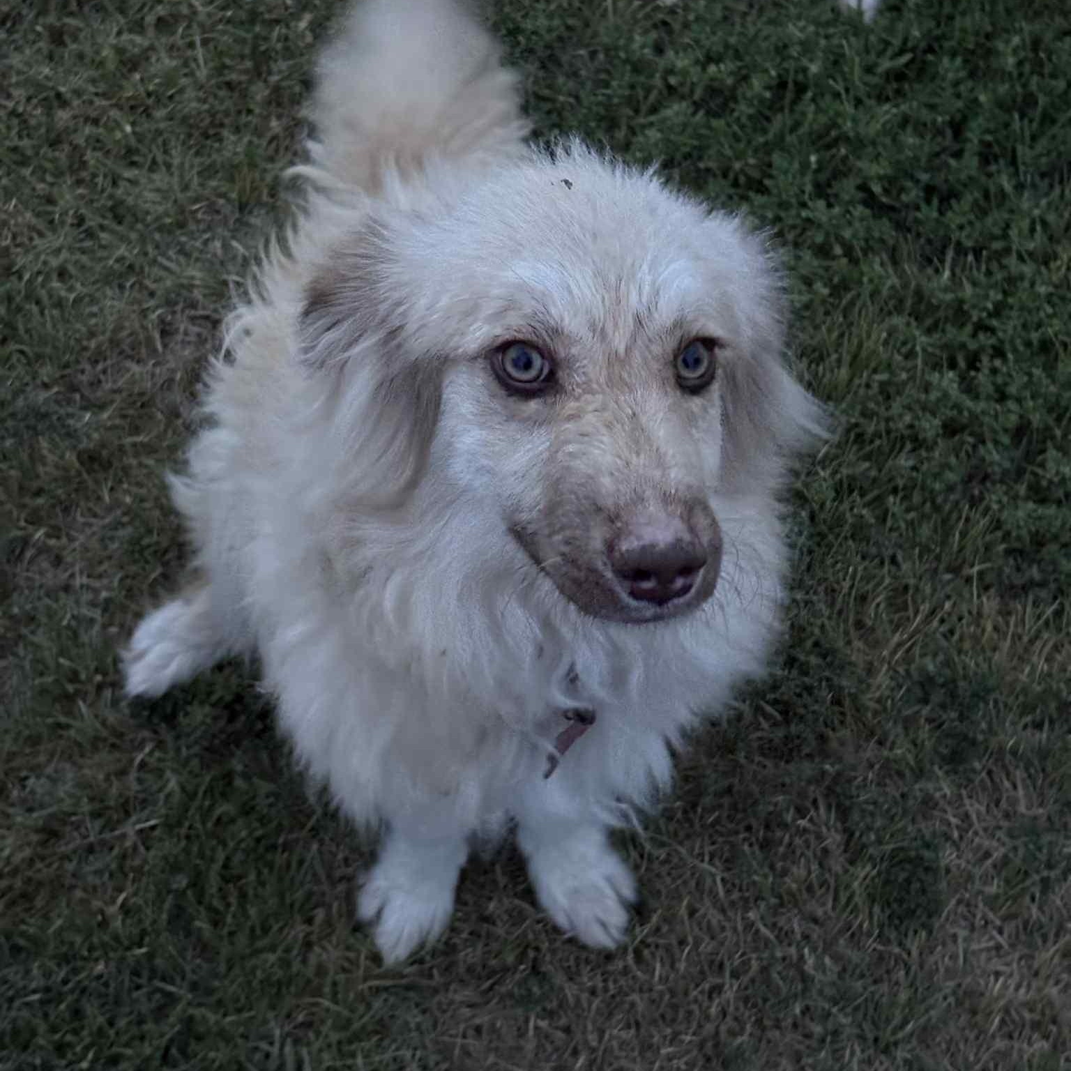 Stella Rose, an adoptable Pomeranian, Pyrenean Shepherd in Clovis, NM, 88101 | Photo Image 1