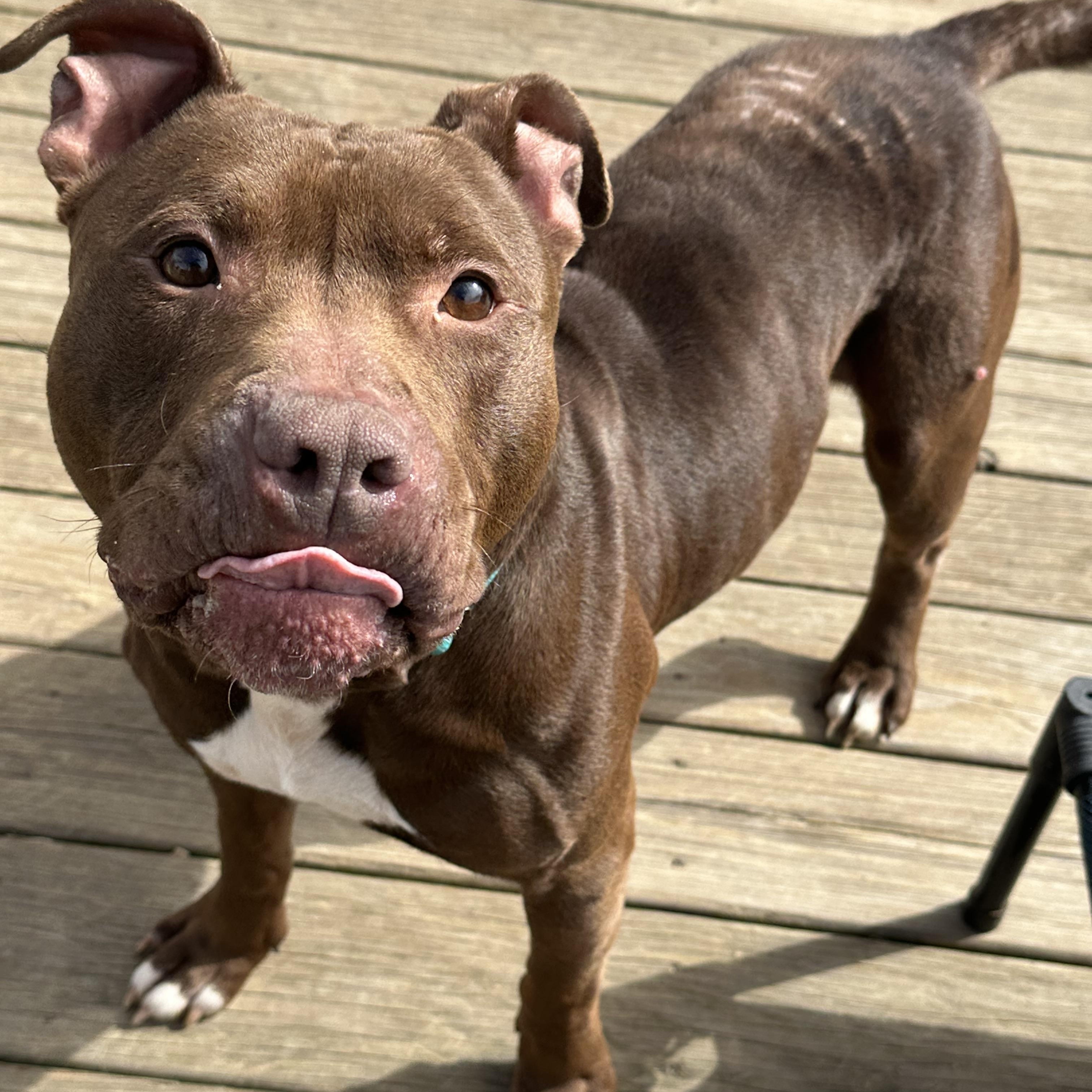 Mingo, ADOPTABLE, Adult Male American Staffordshire Terrier & Pit Bull Terrier.