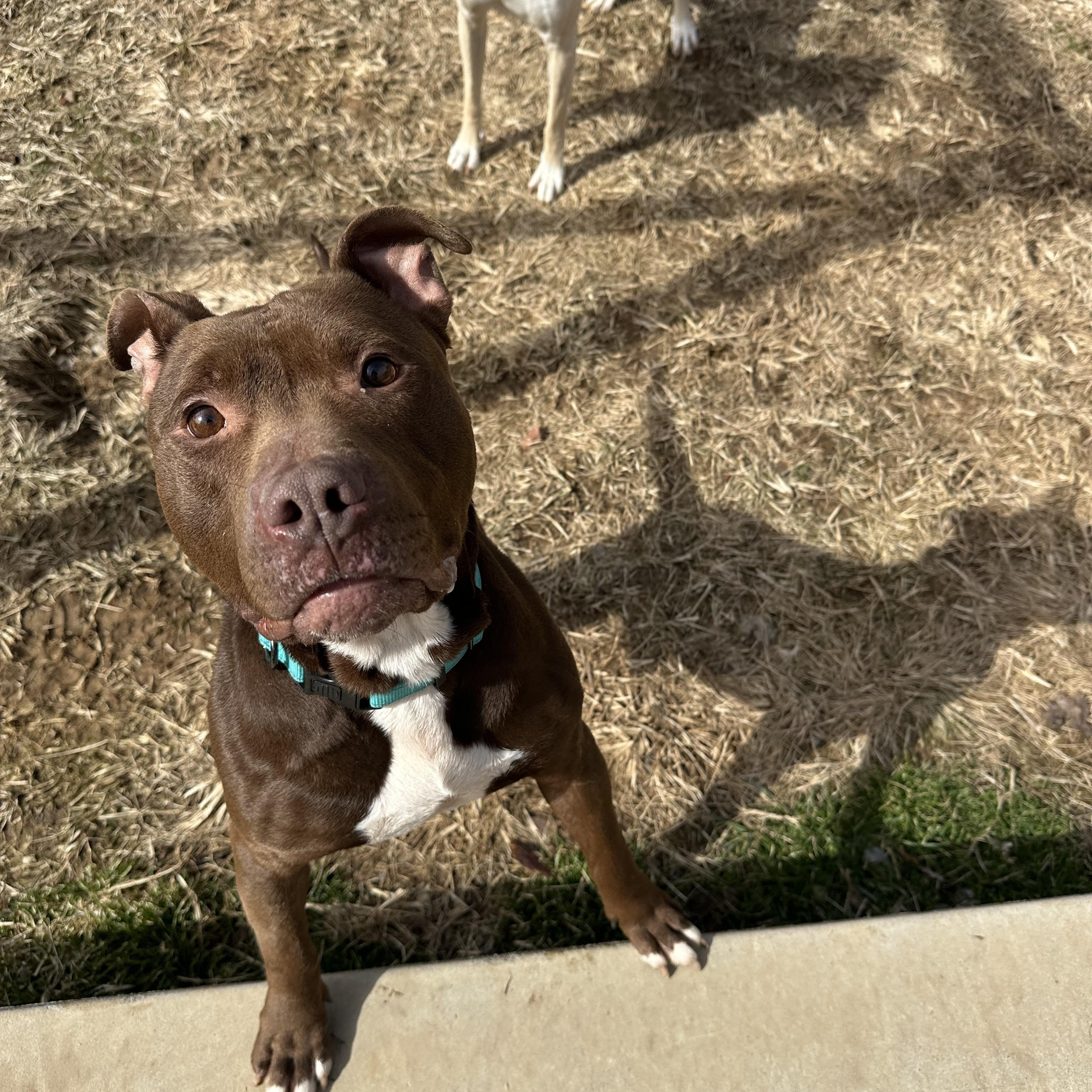 Enlarge Mingo, a ADOPTABLE mixed breed in Andersonville, TN image 6/6