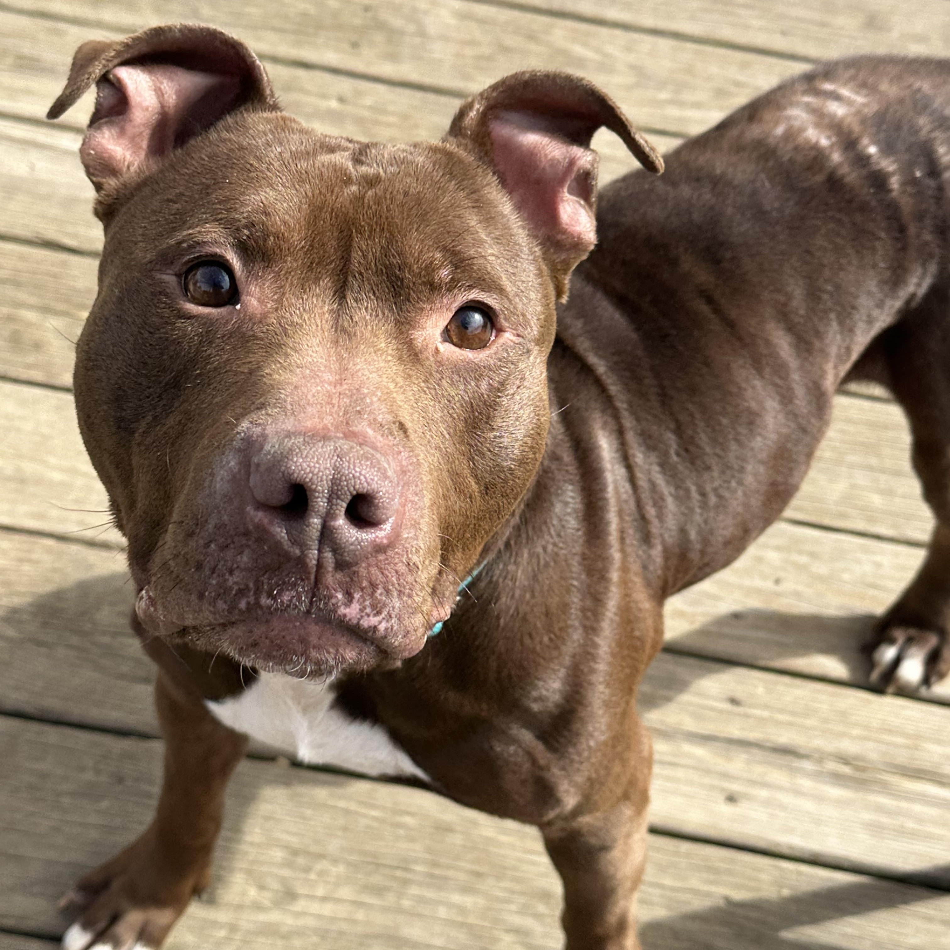 Enlarge Mingo, a ADOPTABLE mixed breed in Andersonville, TN image 2/6