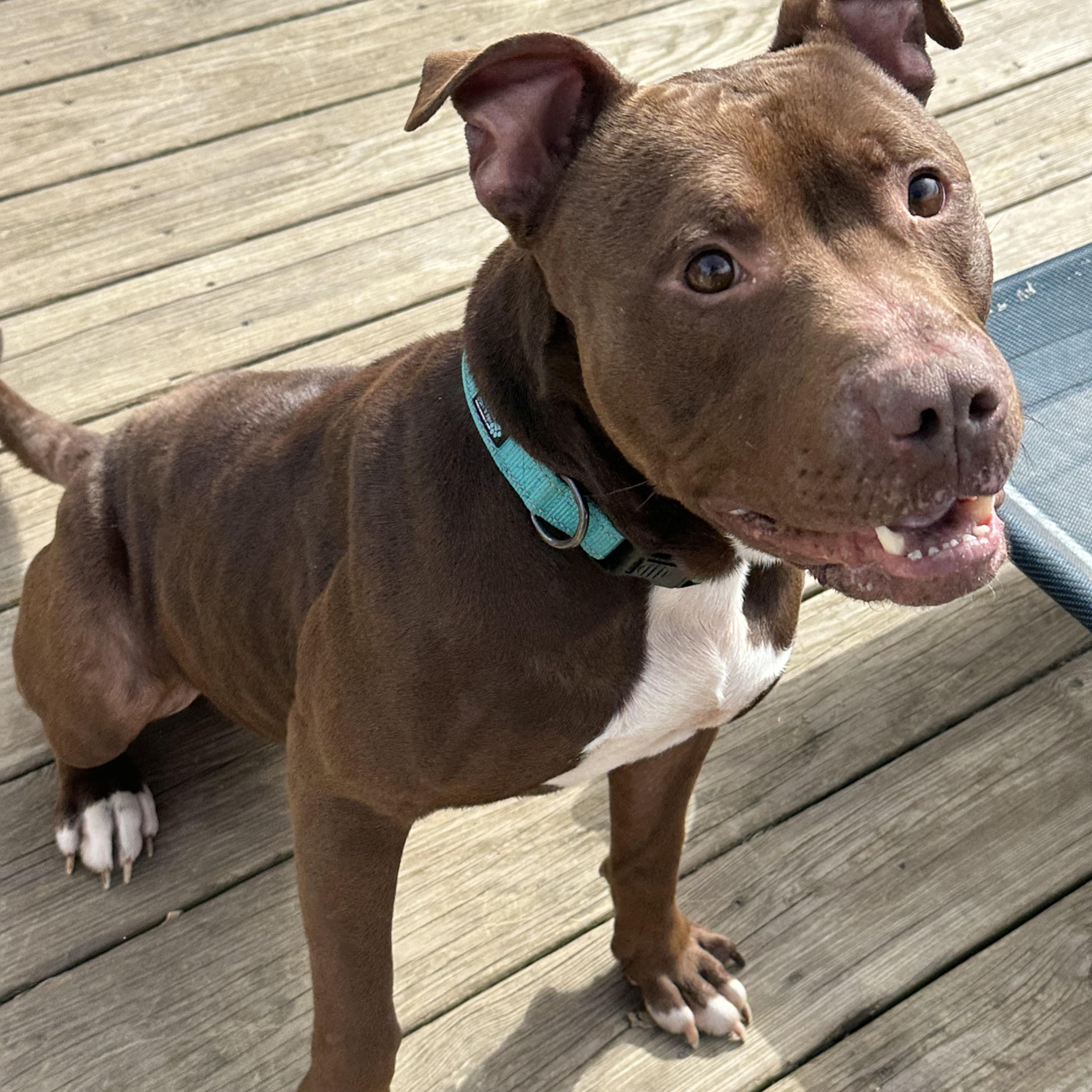 Enlarge Mingo, a ADOPTABLE mixed breed in Andersonville, TN image 3/6