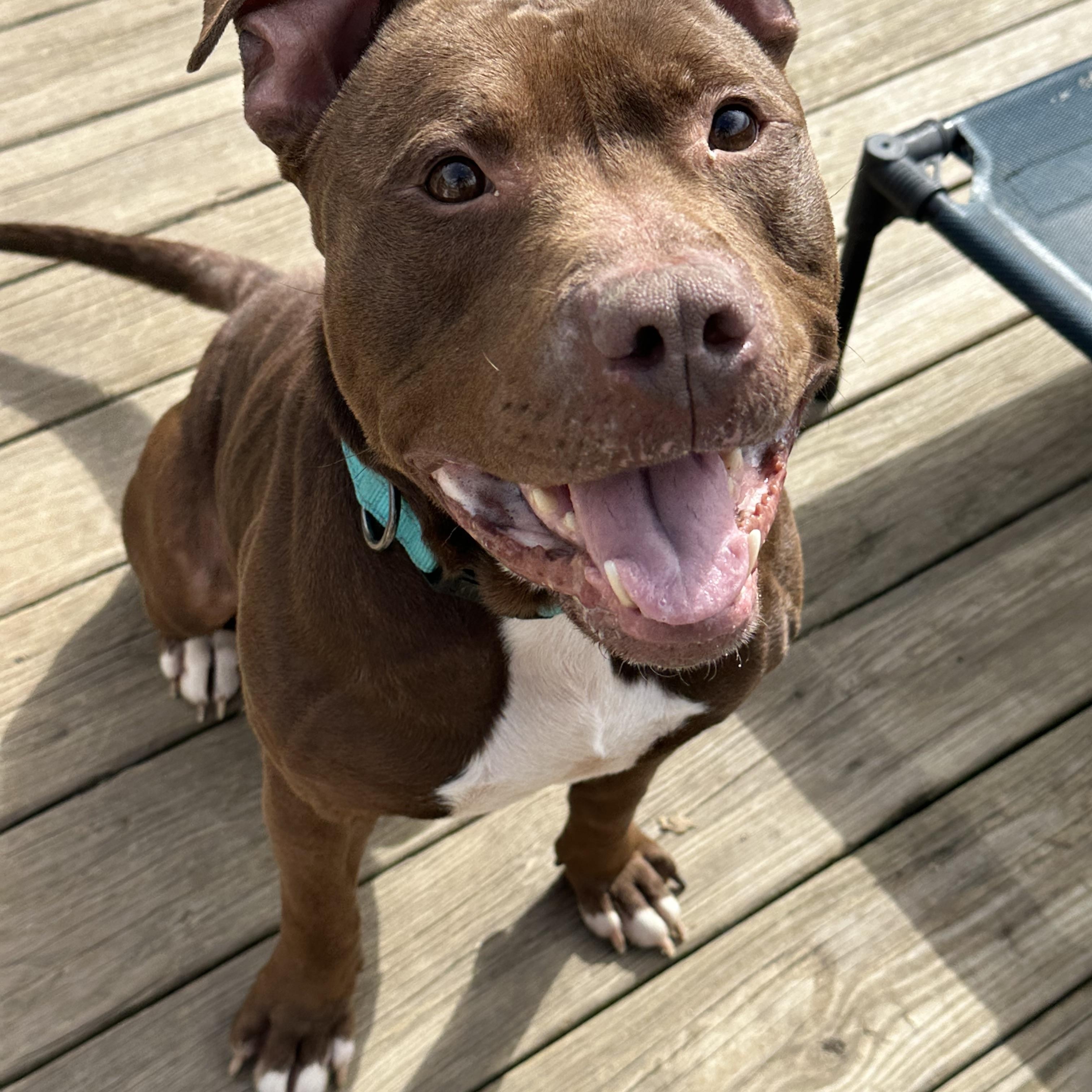 Enlarge Mingo, a ADOPTABLE mixed breed in Andersonville, TN image 4/6