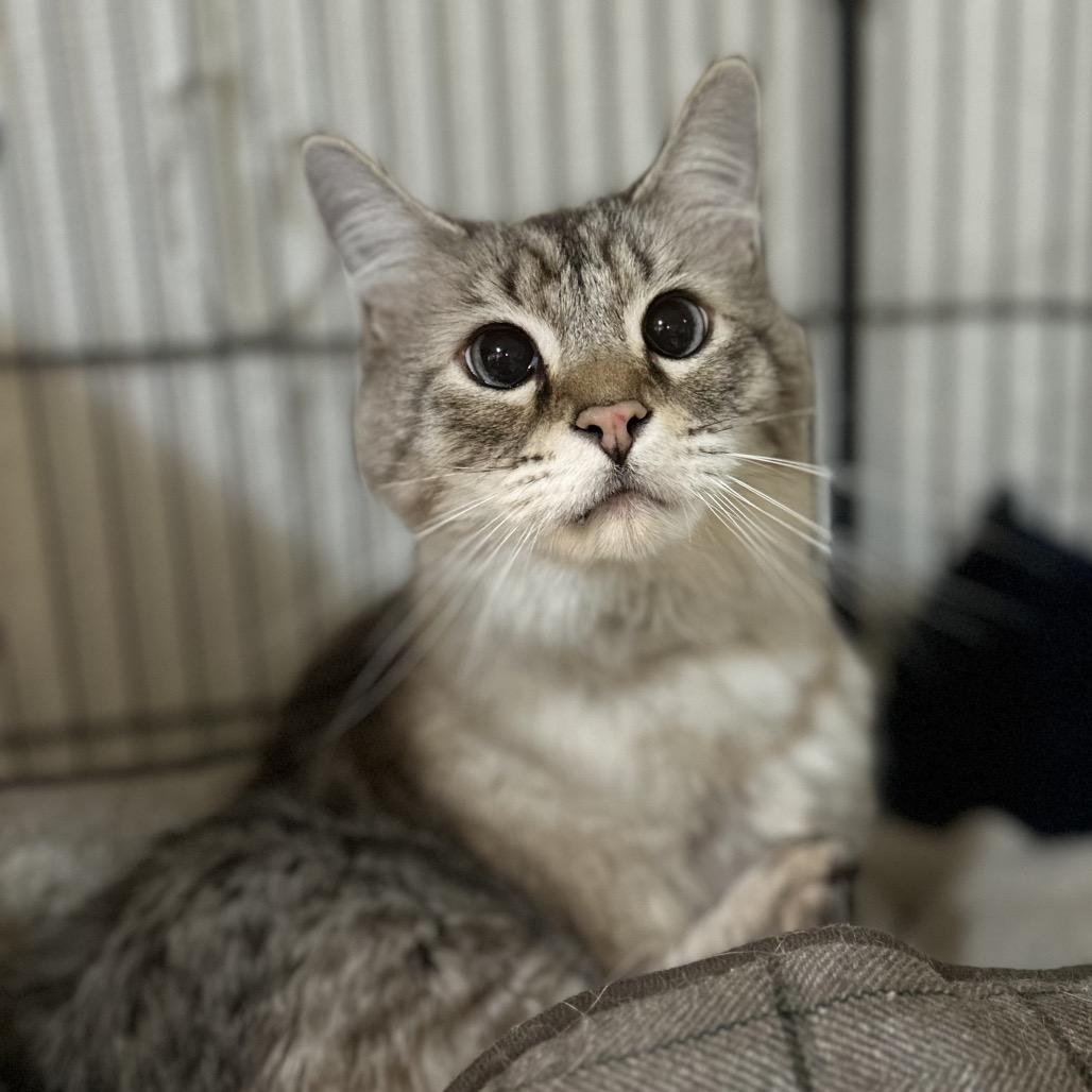 Moose, Adoptable, Senior Male Ragdoll.